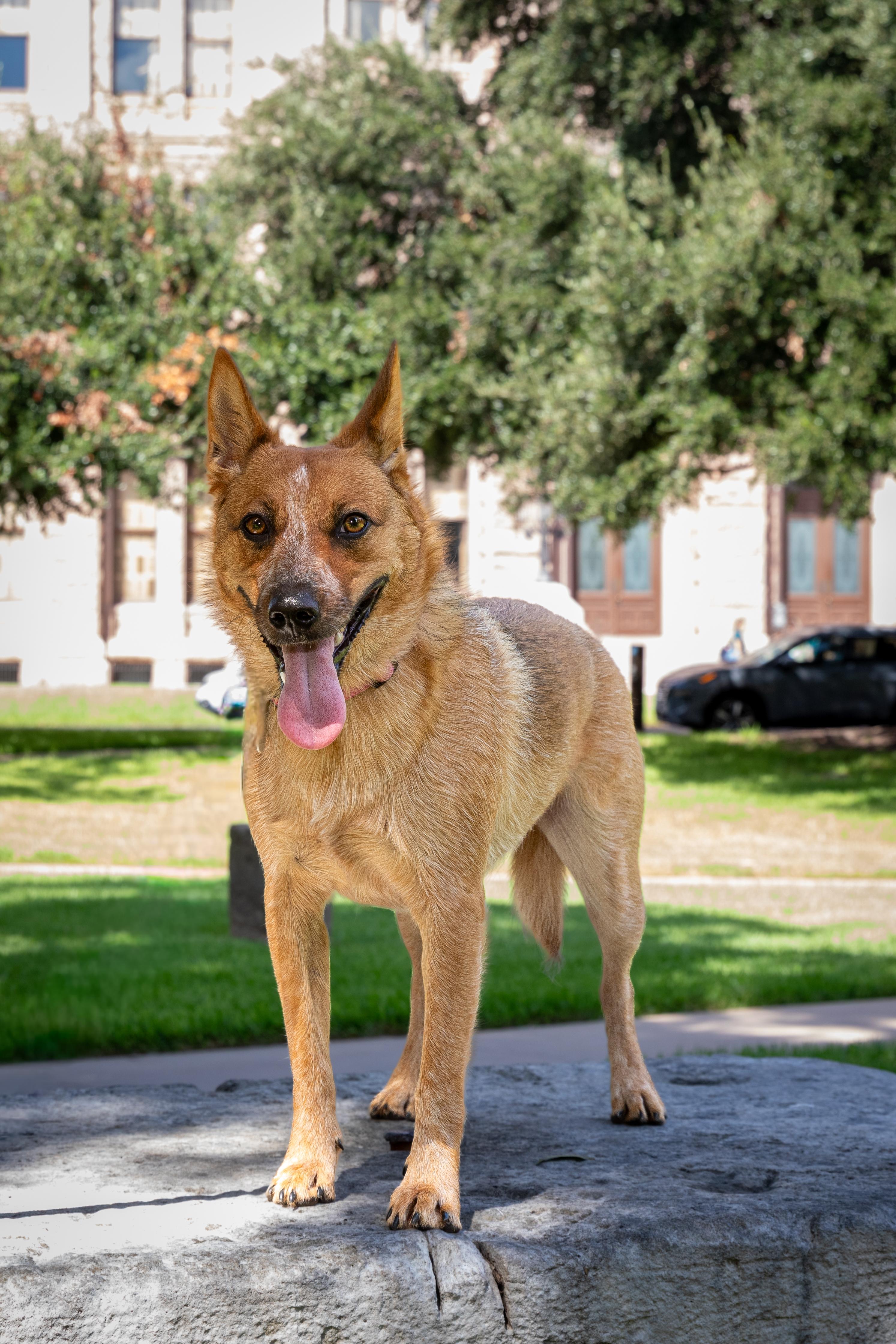 Enlarge Josie, a Adoptable Australian Cattle Dog / Blue Heeler in Buda, TX image 1/6