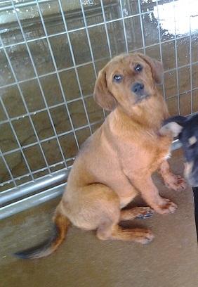 Enlarge Honey Bear, a Adoptable mixed breed in Floresville, TX image 1/1