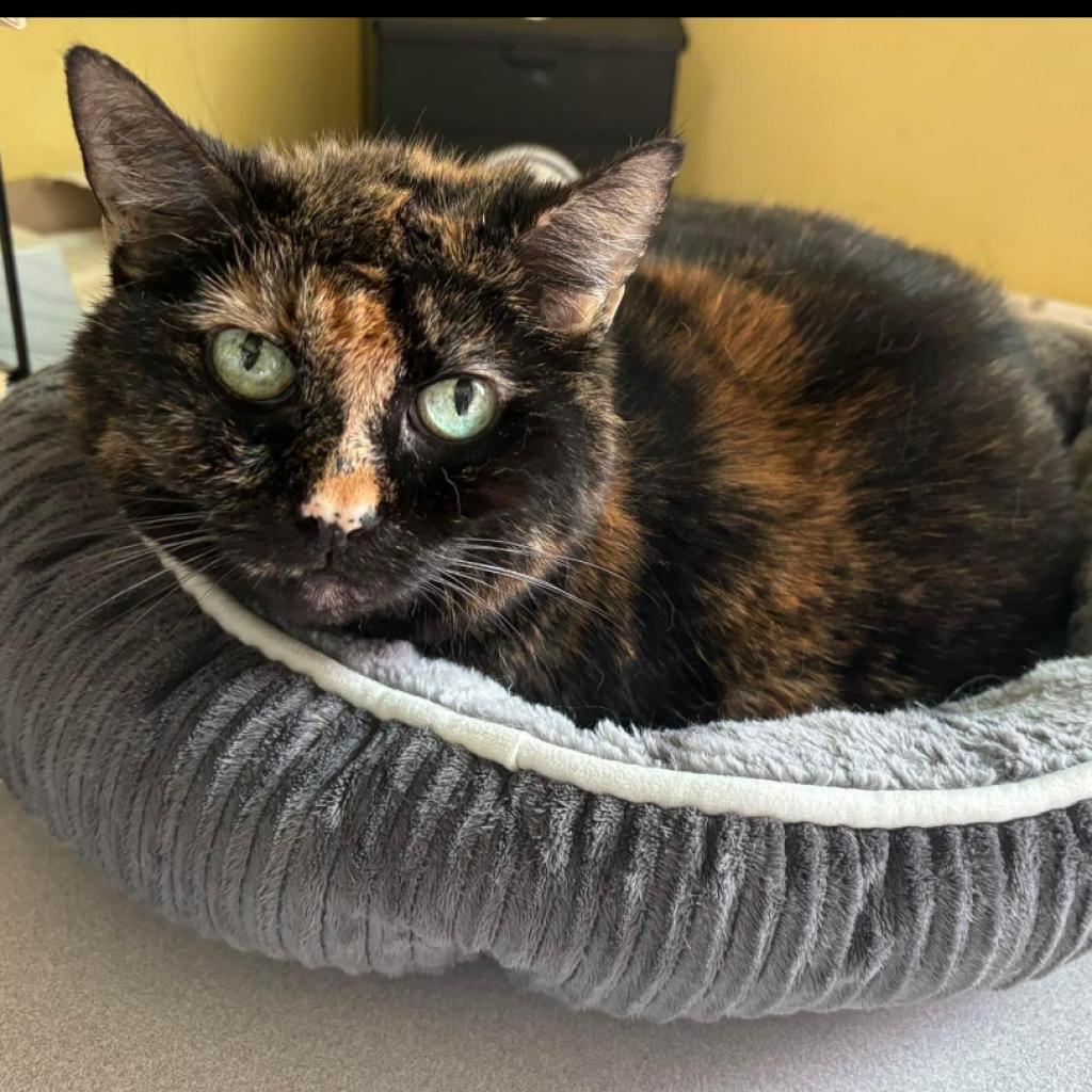 Enlarge Annie, a Adoptable Domestic Short Hair in Mount Vernon, IN image 2/4