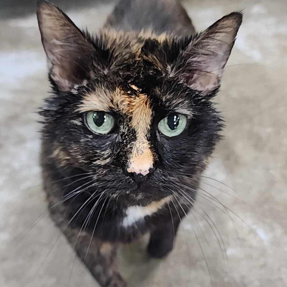 Enlarge Annie, a Adoptable Domestic Short Hair in Mount Vernon, IN image 3/6