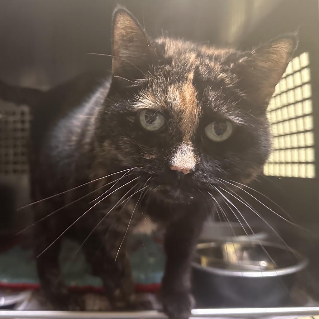 Annie, a Adoptable Domestic Short Hair in Mount Vernon, IN image 1/4