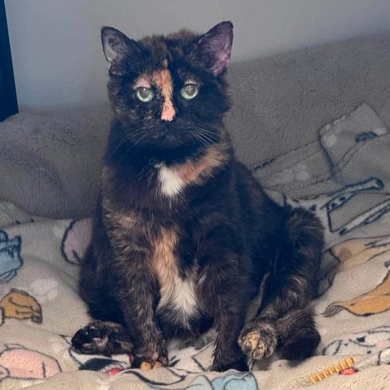 Enlarge Annie, a Adoptable Domestic Short Hair in Mount Vernon, IN image 4/6