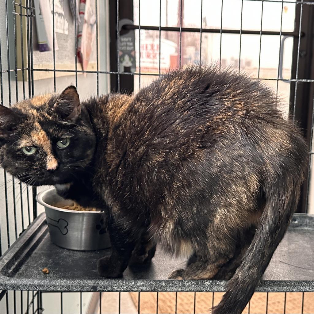 Annie, a Adoptable Domestic Short Hair in Mount Vernon, IN image 2/4