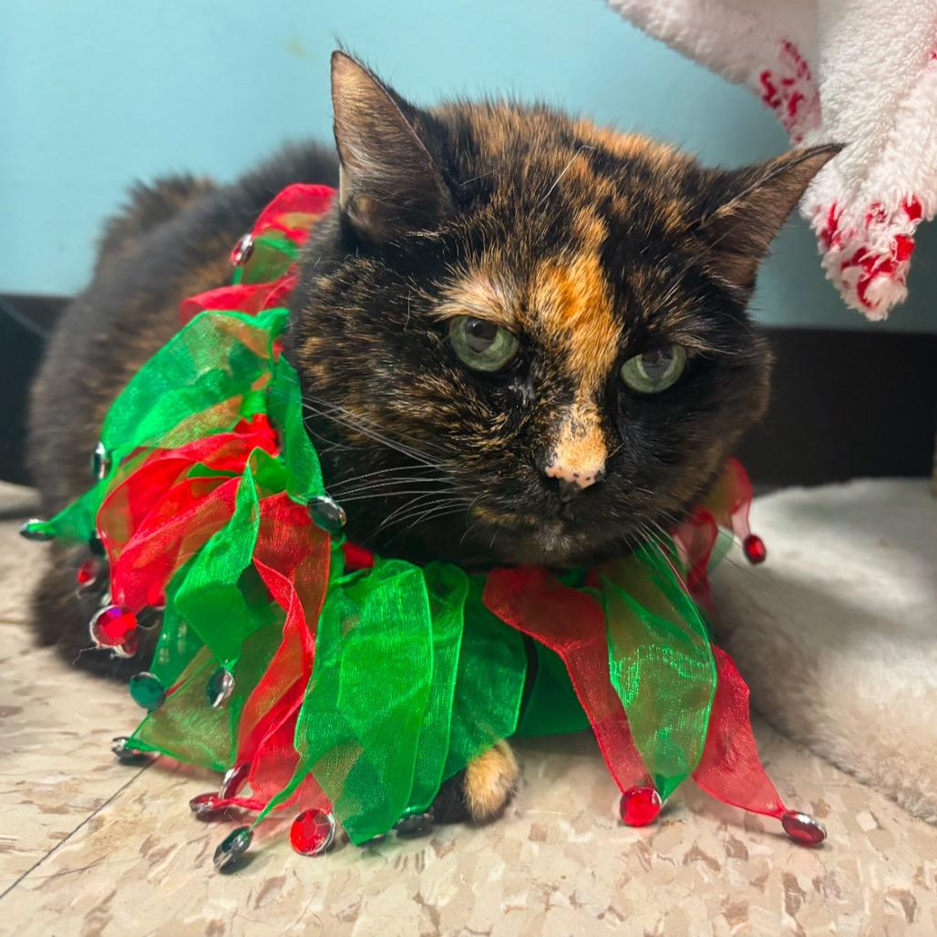 Enlarge Annie, a Adoptable Domestic Short Hair in Mount Vernon, IN image 4/4