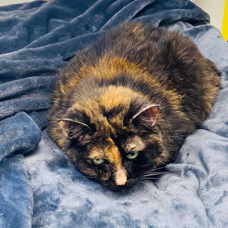 Enlarge Annie, a Adoptable Domestic Short Hair in Mount Vernon, IN image 6/6