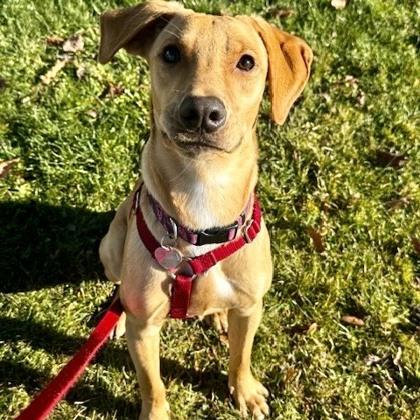 Lola Mae, Adoptable, Young Female Mixed Breed.