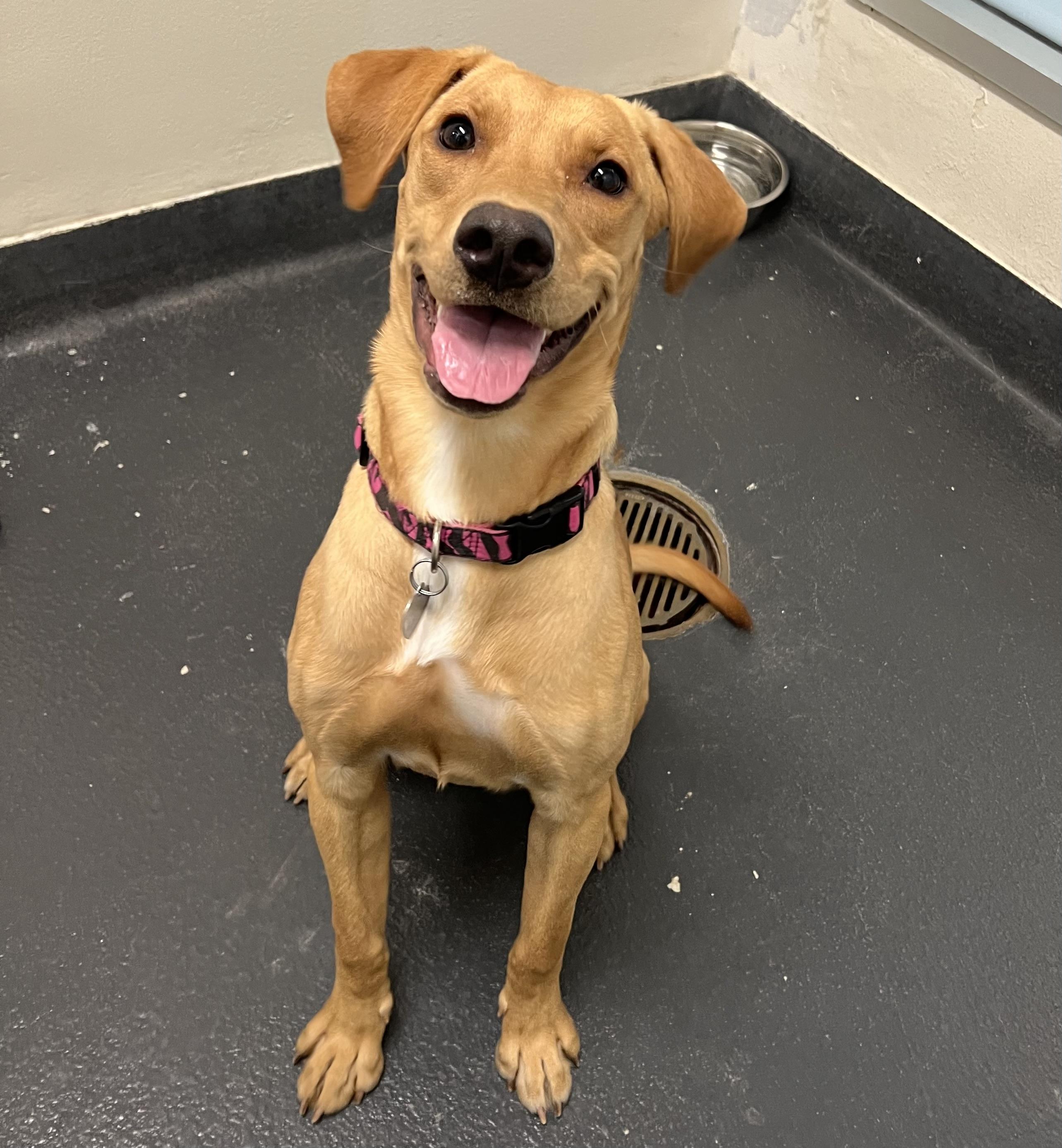 Lola Mae, a Adoptable mixed breed in Ithaca, NY image 2/5