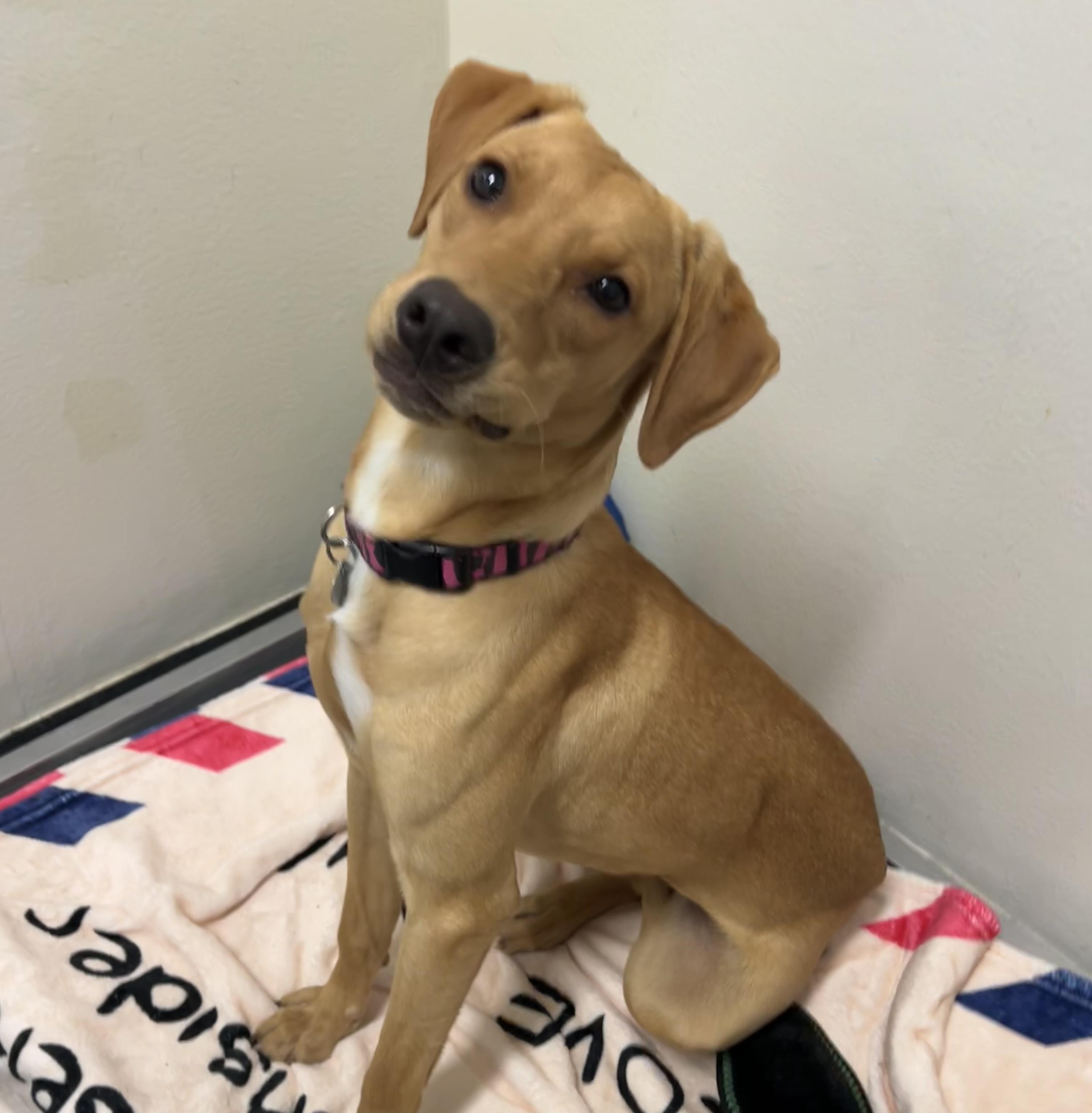 Lola Mae, a Adoptable mixed breed in Ithaca, NY image 3/5