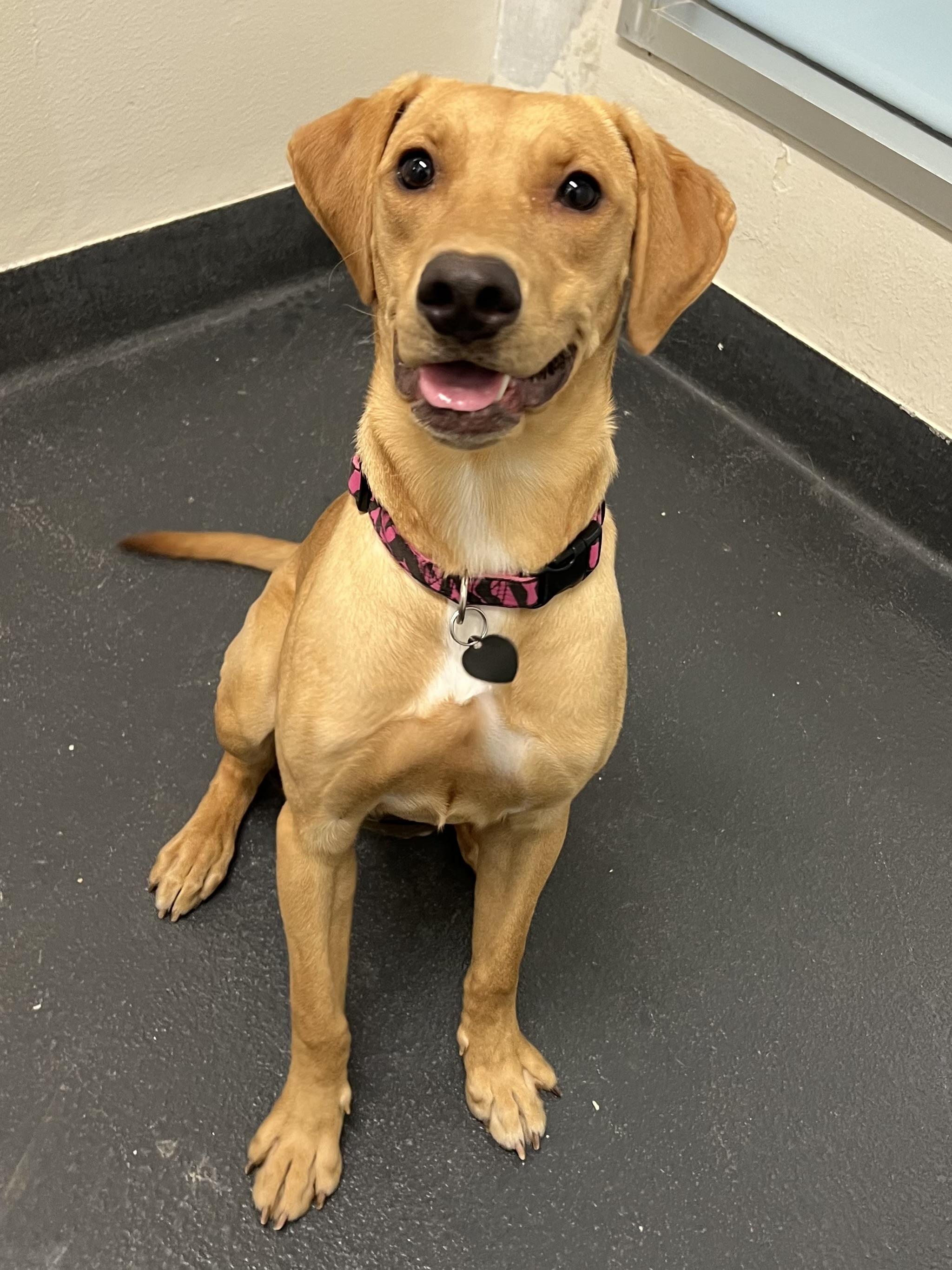 Lola Mae, a Adoptable mixed breed in Ithaca, NY image 4/5