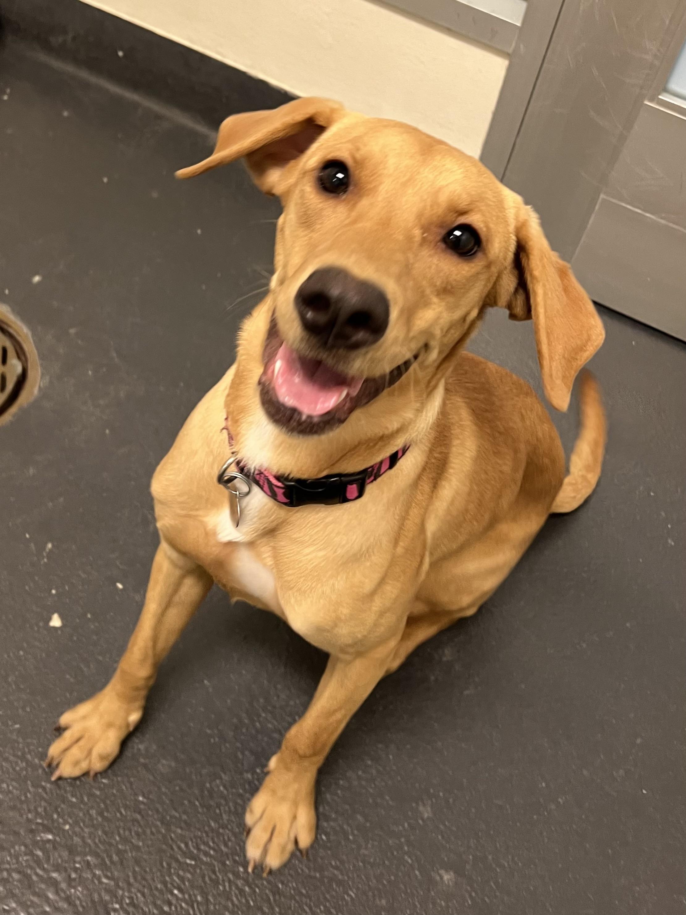 Lola Mae, a Adoptable mixed breed in Ithaca, NY image 5/5