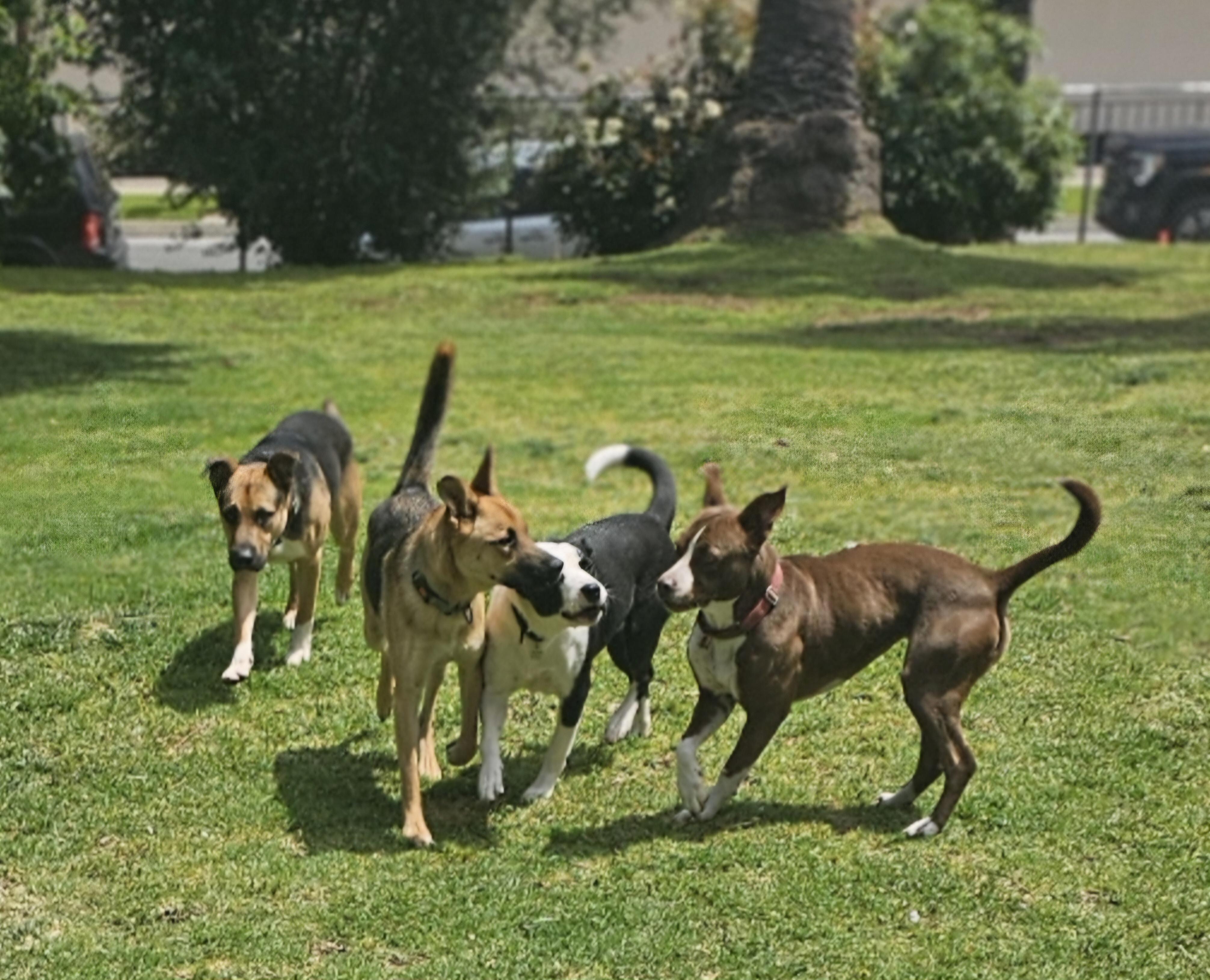 Clara, a ADOPTABLE Pit Bull Terrier in Burbank, CA image 2/5
