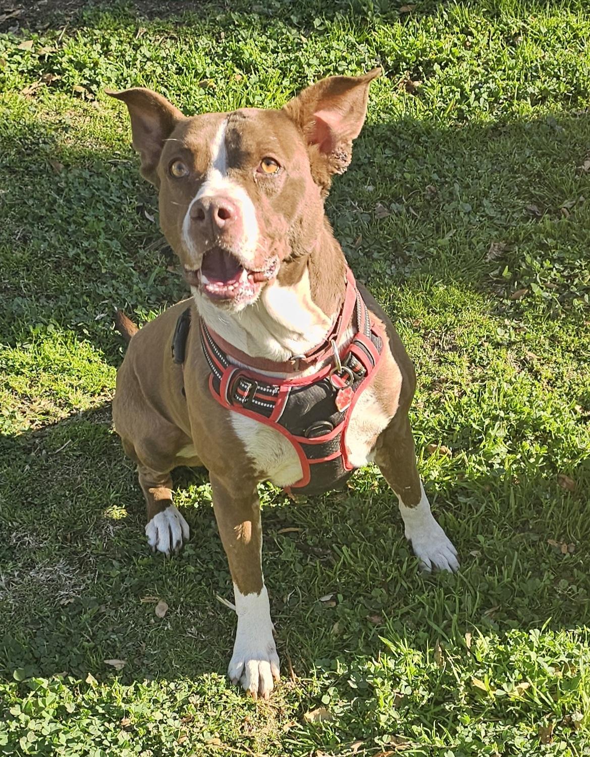 Clara, a ADOPTABLE Pit Bull Terrier in Burbank, CA image 3/5