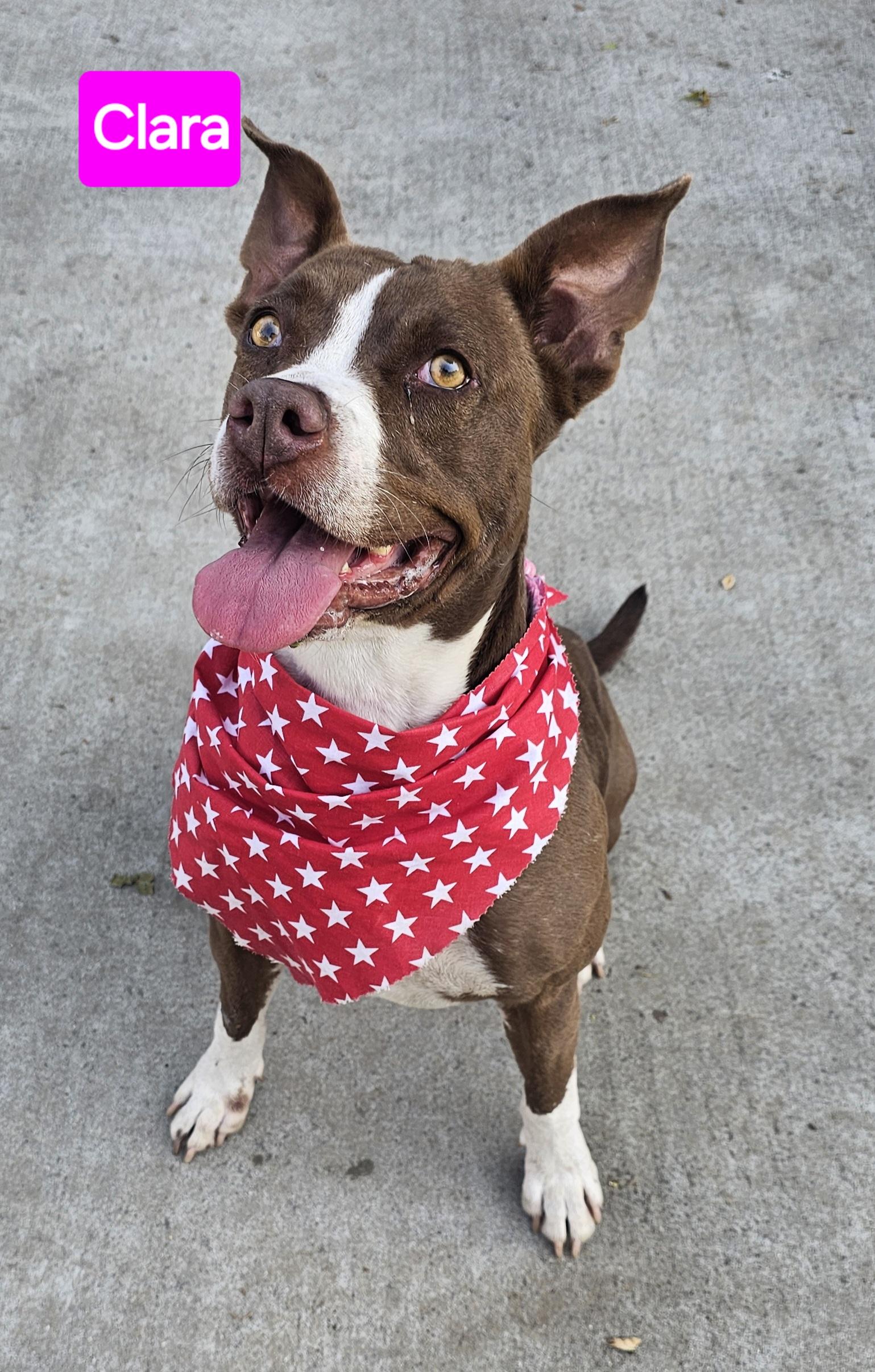 Clara, a ADOPTABLE Pit Bull Terrier in Burbank, CA image 4/5