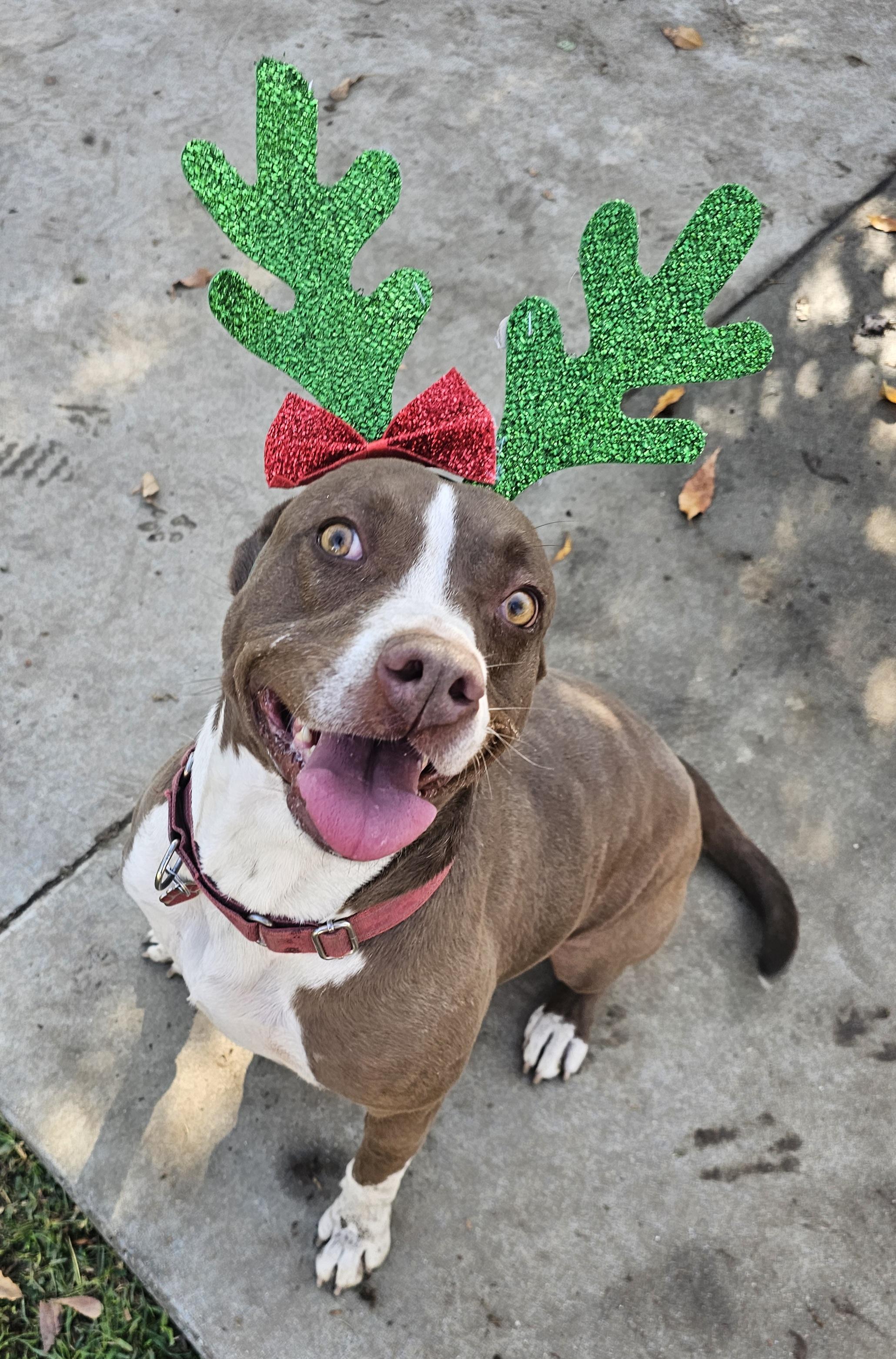 Clara, ADOPTABLE, Adult Female Pit Bull Terrier.