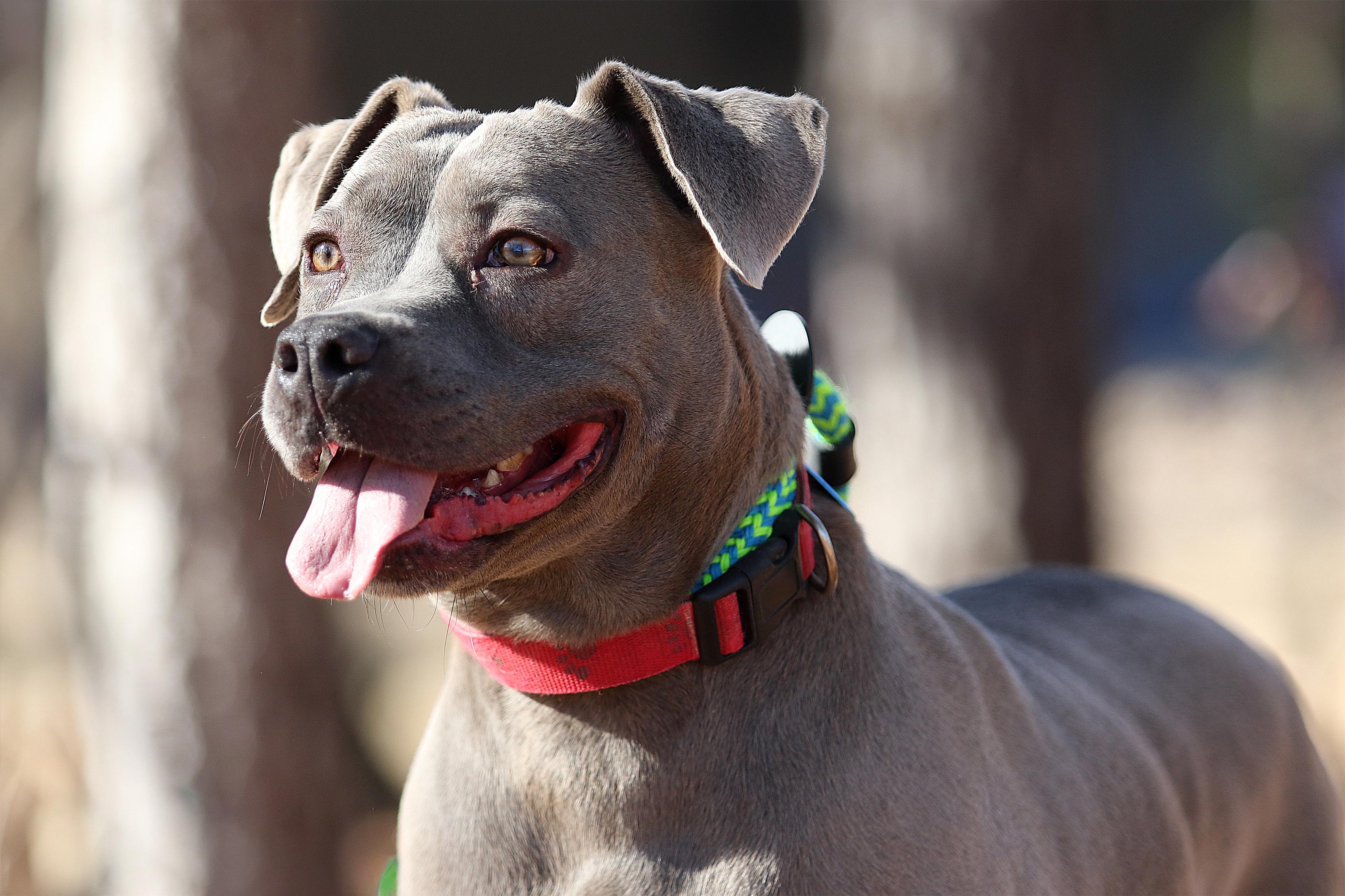 Enlarge Gracie, a Adoptable mixed breed in Tyler, TX image 1/5