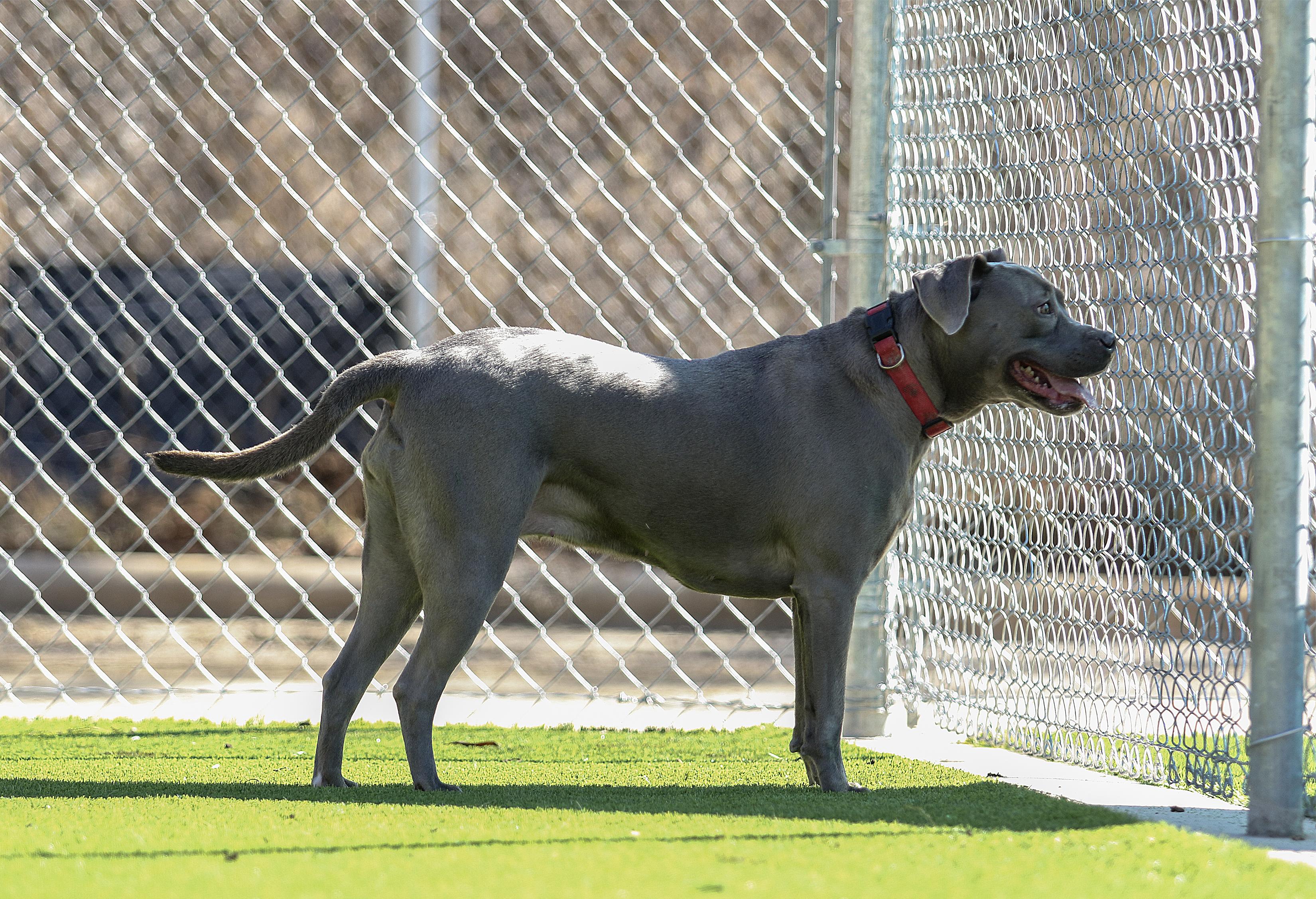 Enlarge Gracie, a Adoptable mixed breed in Tyler, TX image 2/5