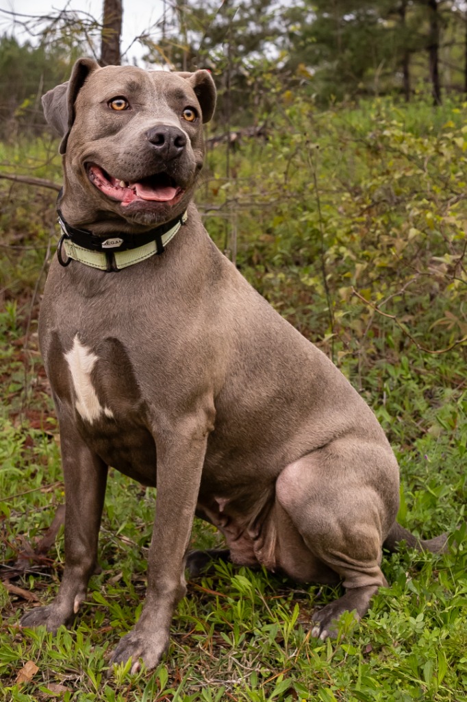 Enlarge Gracie, a Adoptable mixed breed in Tyler, TX image 3/6