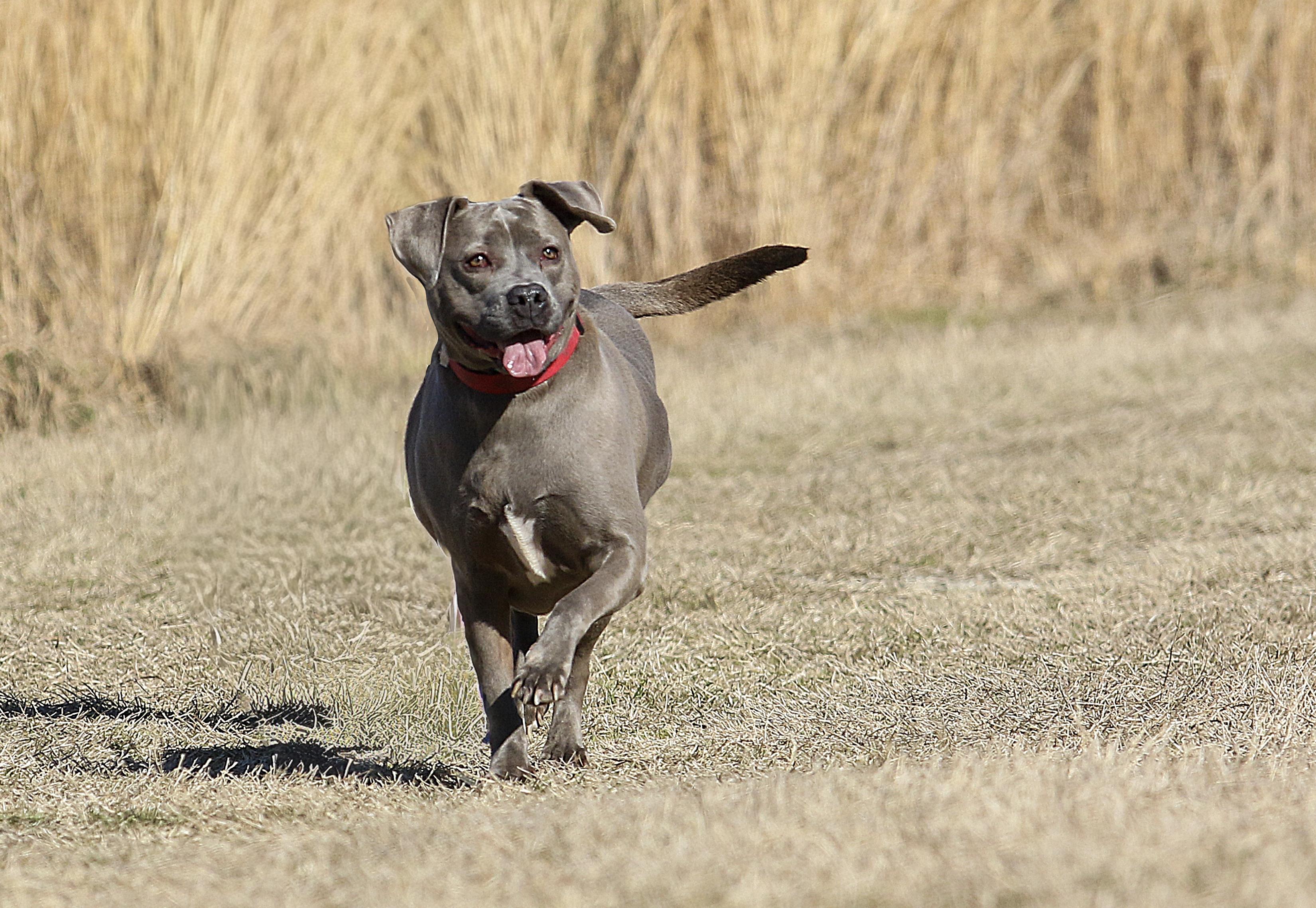 Enlarge Gracie, a Adoptable mixed breed in Tyler, TX image 3/5