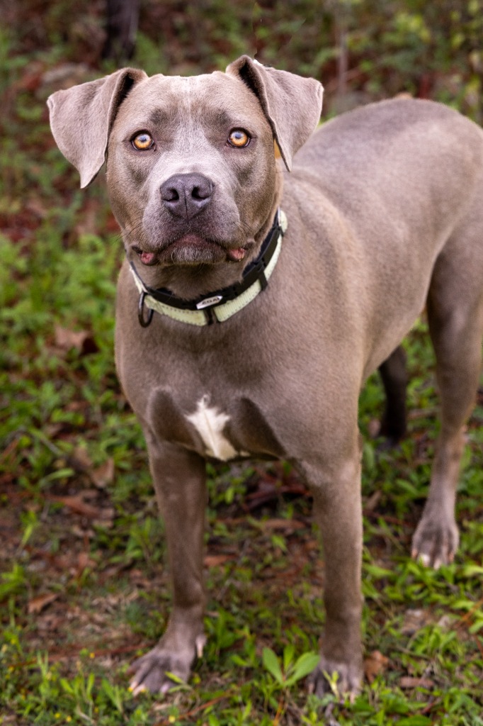 Enlarge Gracie, a Adoptable mixed breed in Tyler, TX image 2/6