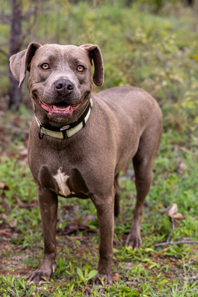 Enlarge Gracie, a Adoptable mixed breed in Tyler, TX image 1/6