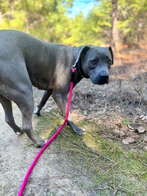 Enlarge Gracie, a Adoptable mixed breed in Tyler, TX image 4/6