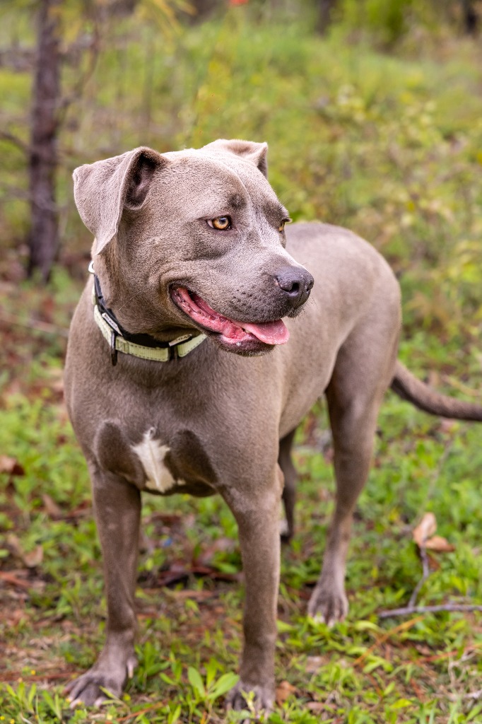 Enlarge Gracie, a Adoptable mixed breed in Tyler, TX image 5/6