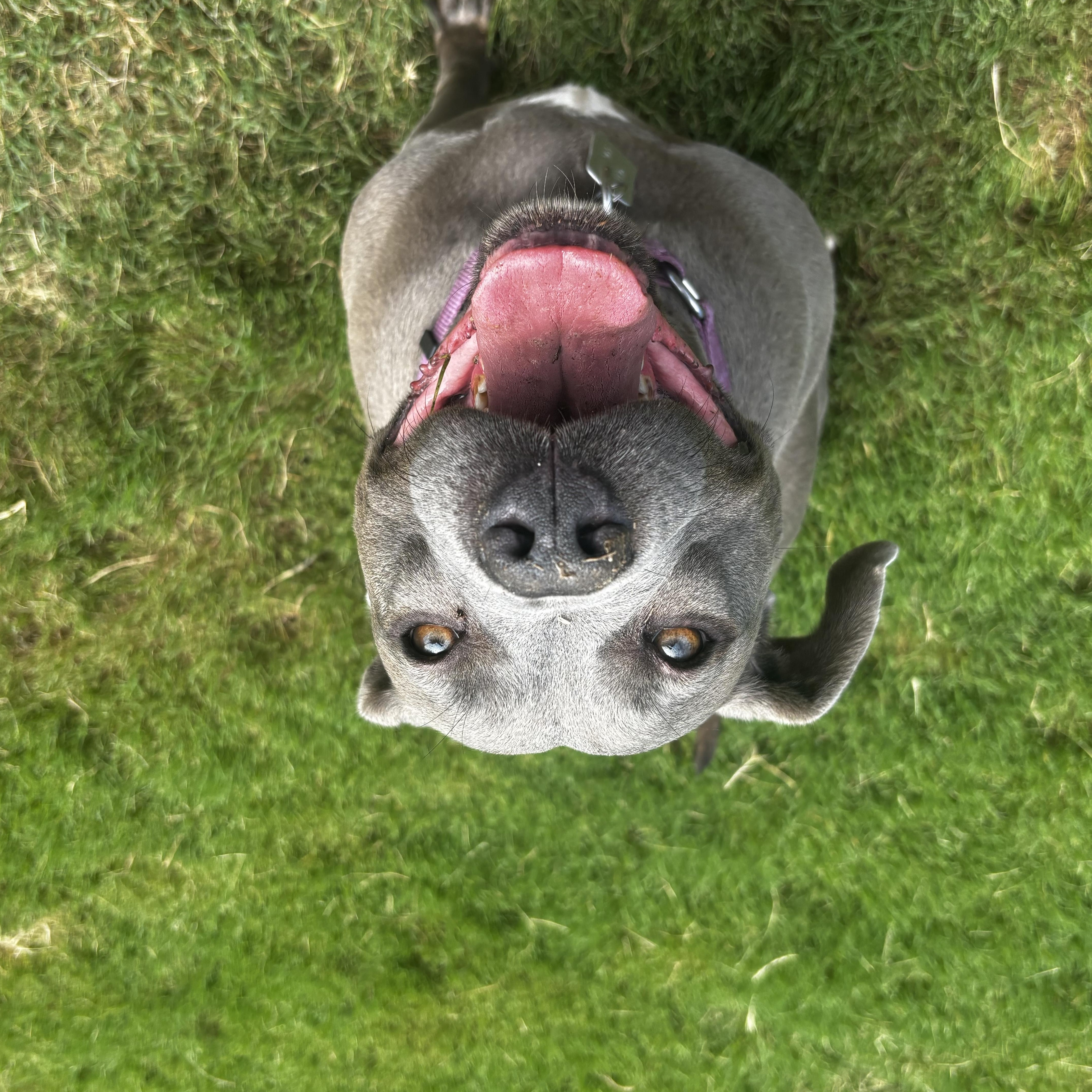 Enlarge Gracie, a Adoptable mixed breed in Tyler, TX image 6/6