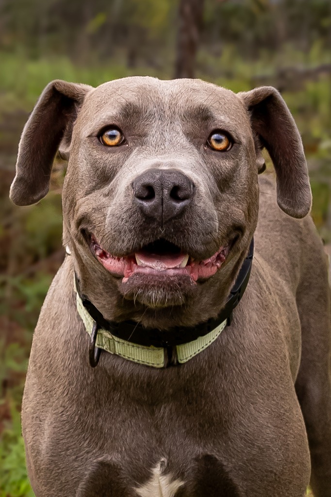 Enlarge Gracie, a Adoptable mixed breed in Tyler, TX image 6/6