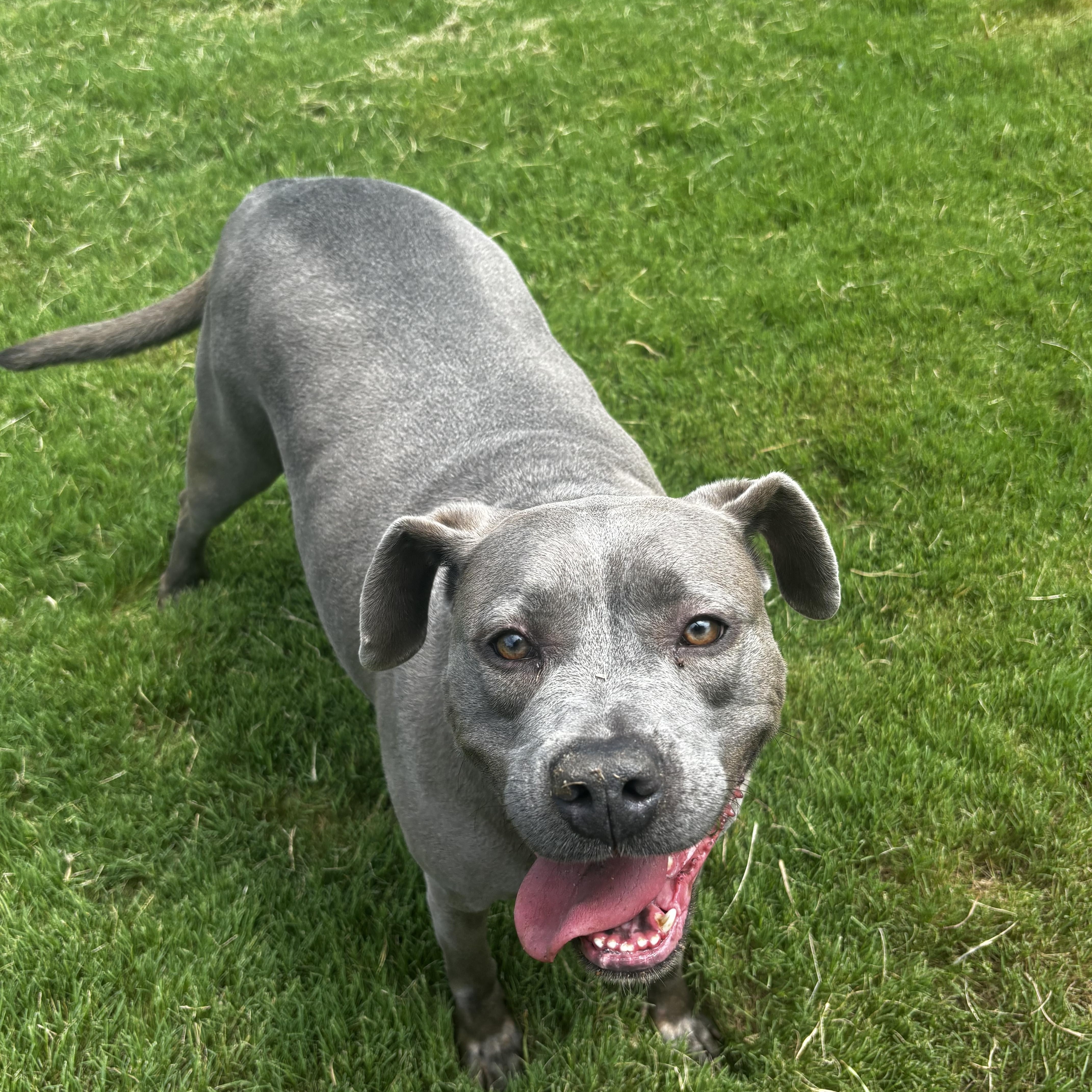 Enlarge Gracie, a Adoptable mixed breed in Tyler, TX image 2/6