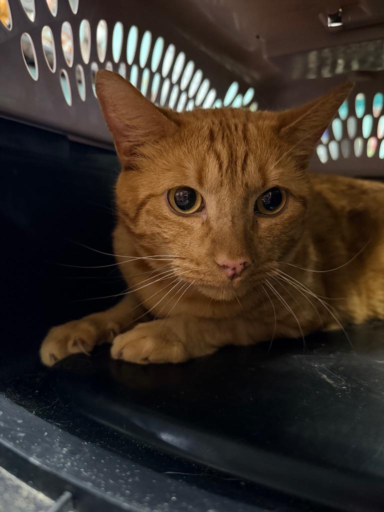 Duck, Adoptable, Adult Male Domestic Medium Hair.