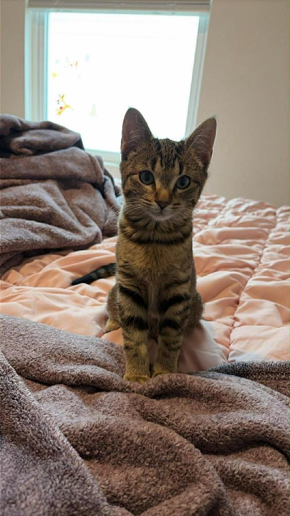 Enlarge Lacey, a Adoptable mixed breed in Newnan, GA image 1/1