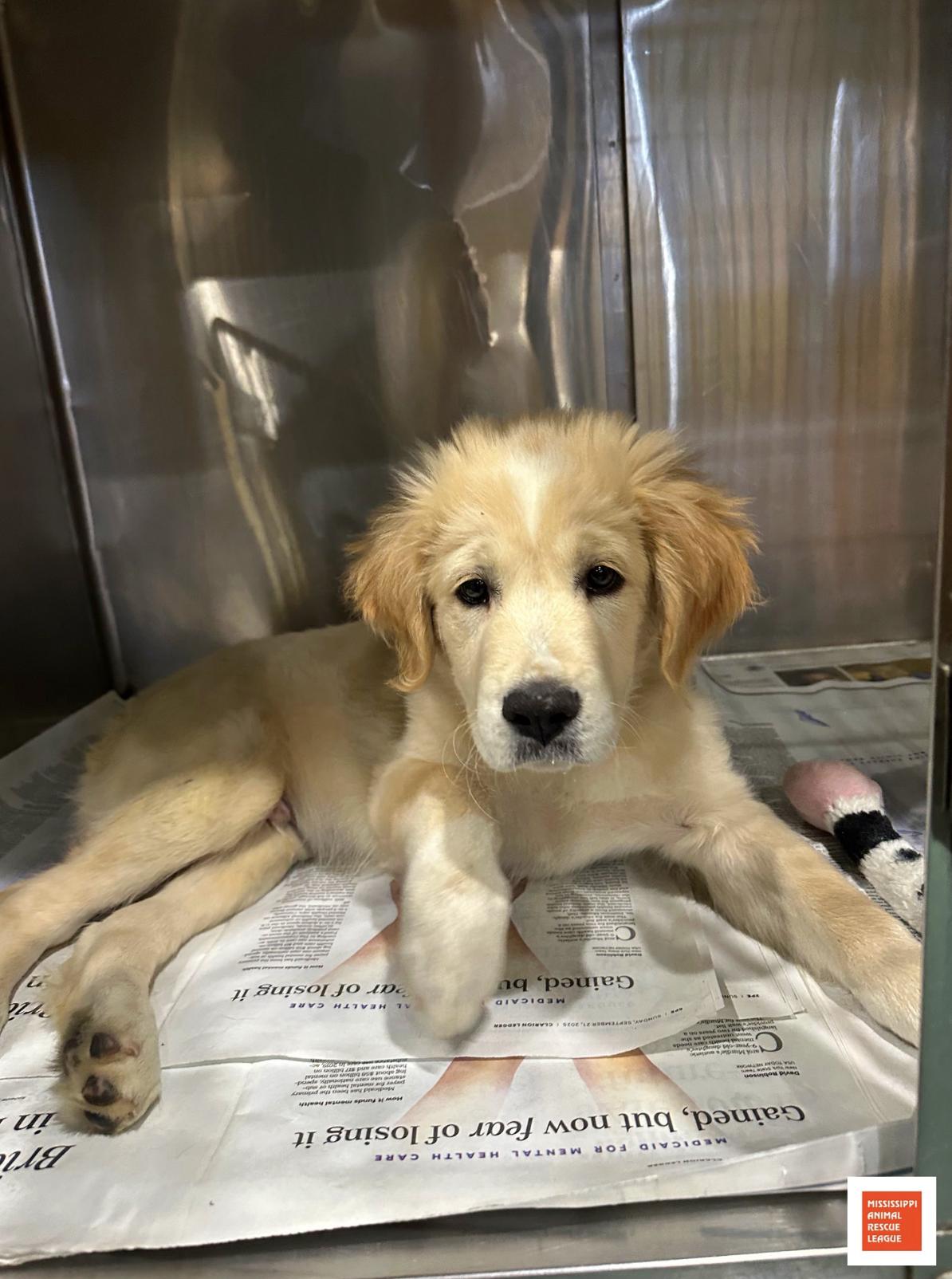 Enlarge Dom, an adopted mixed breed in Jackson, MS image 1/1