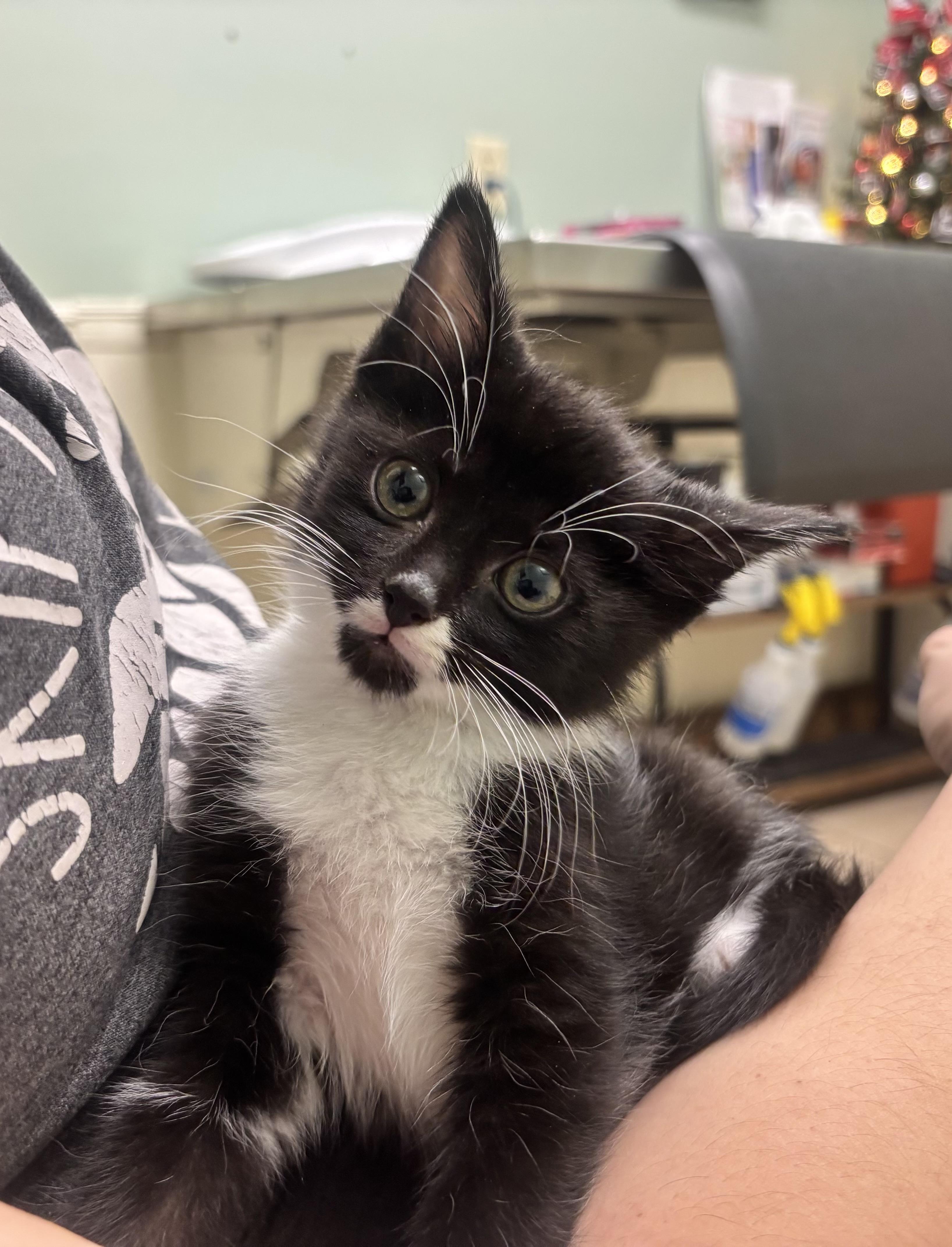 Pablo, ADOPTABLE, Kitten Male Domestic Short Hair.