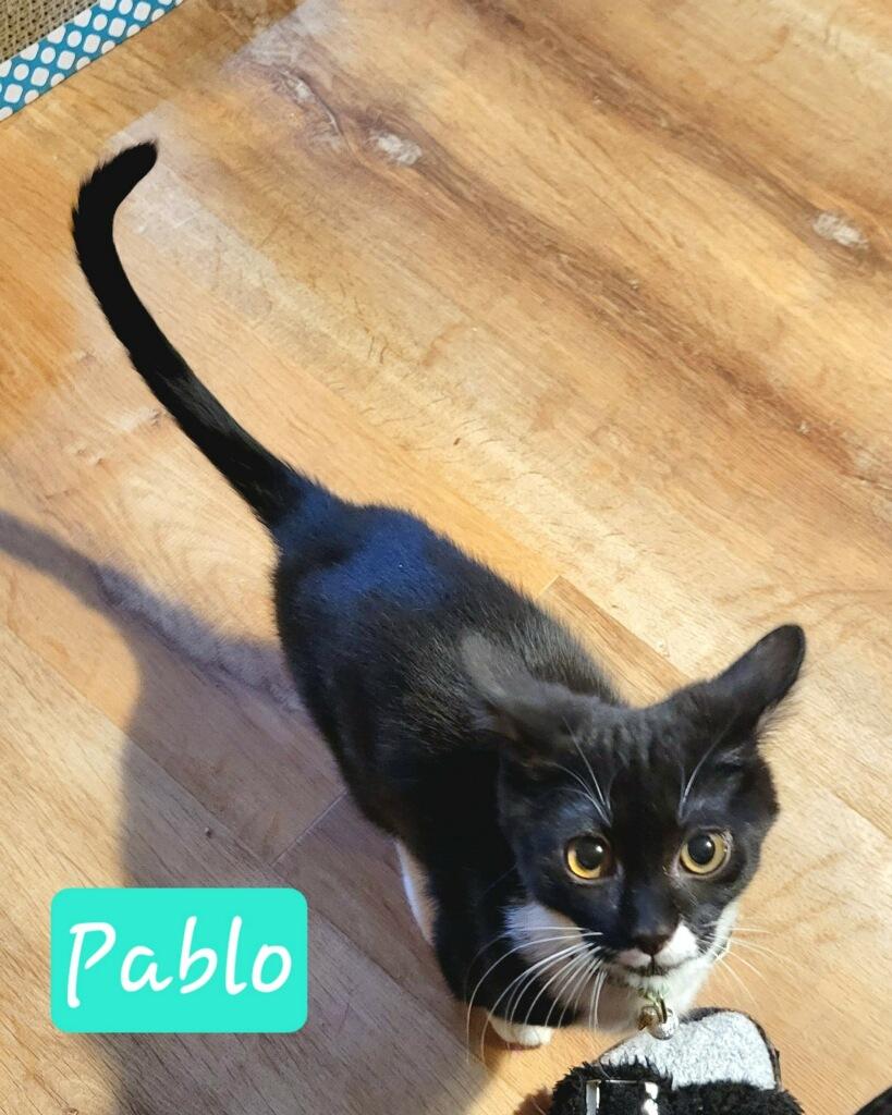 Enlarge Pablo, a ADOPTABLE Domestic Short Hair in Silver Spring, MD image 3/4