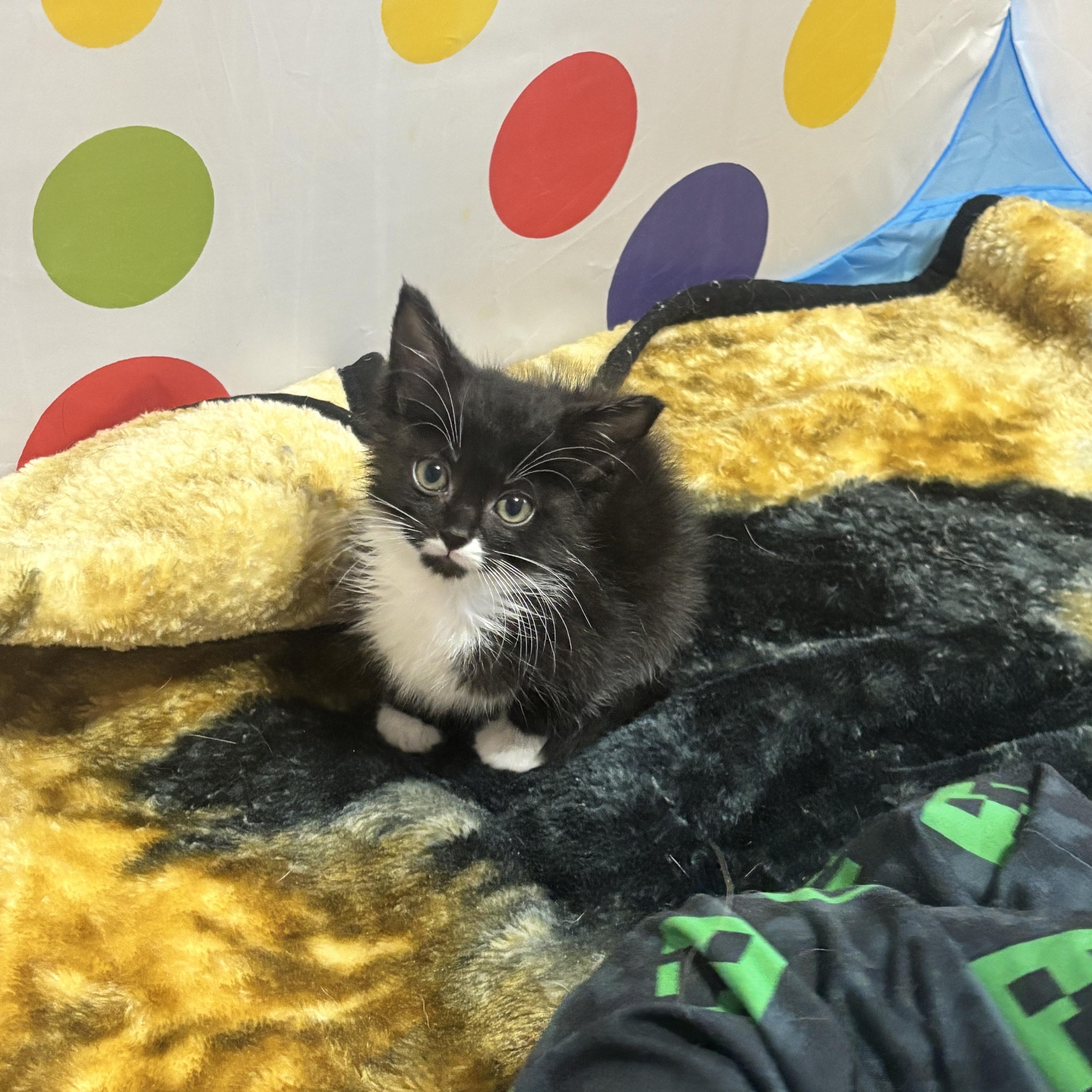 Enlarge Pablo, a ADOPTABLE Domestic Short Hair in Silver Spring, MD image 4/4