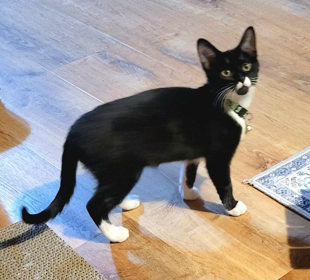 Enlarge Pablo, a ADOPTABLE Domestic Short Hair in Silver Spring, MD image 2/4