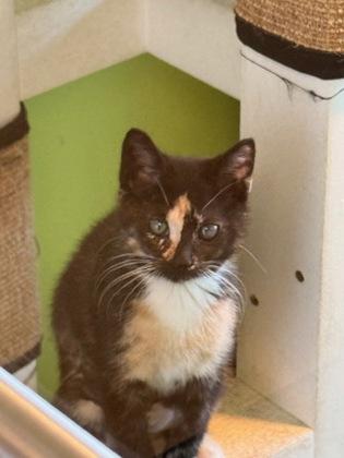 Chemmy, Adoptable, Kitten Female Domestic Short Hair & Domestic Short Hair.