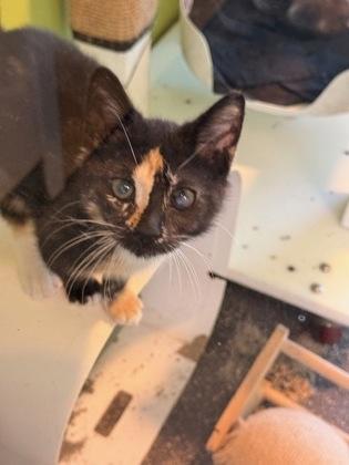 Enlarge Chemmy, a Adoptable mixed breed in New Orleans, LA image 2/2