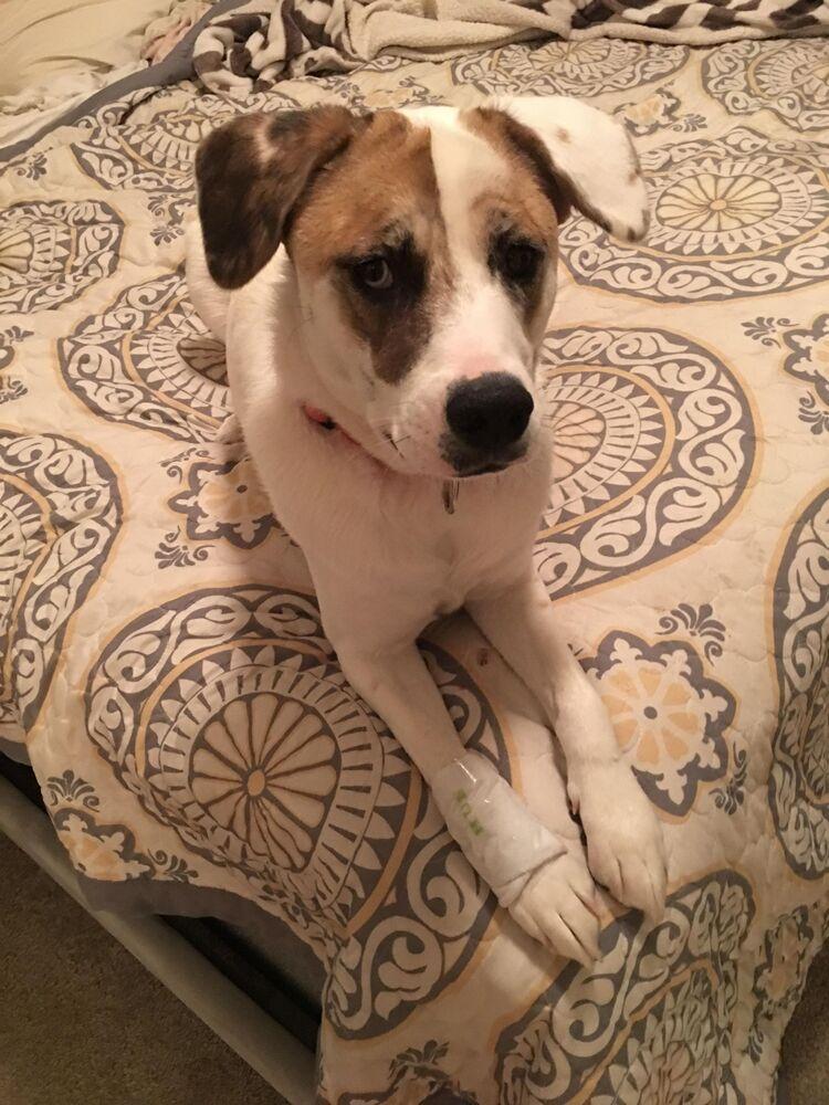 Piper (Bonded to Goose), a Adoptable Shepherd in Troy, AL image 1/2