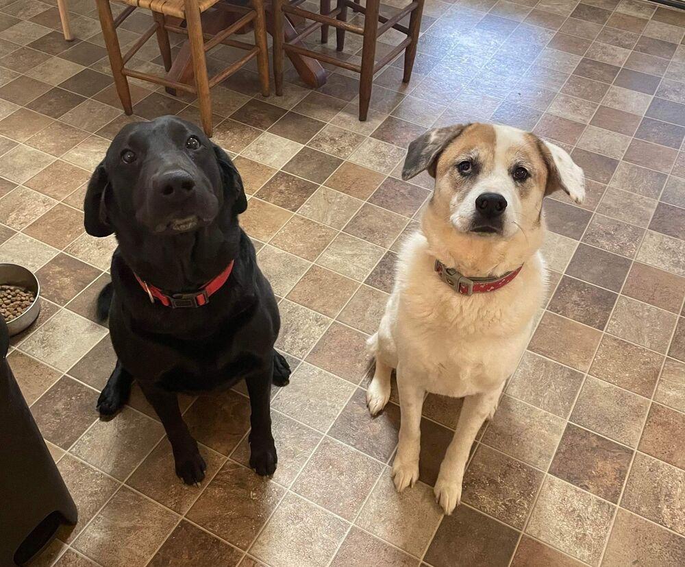 Piper (Bonded to Goose), a Adoptable Shepherd in Troy, AL image 2/2