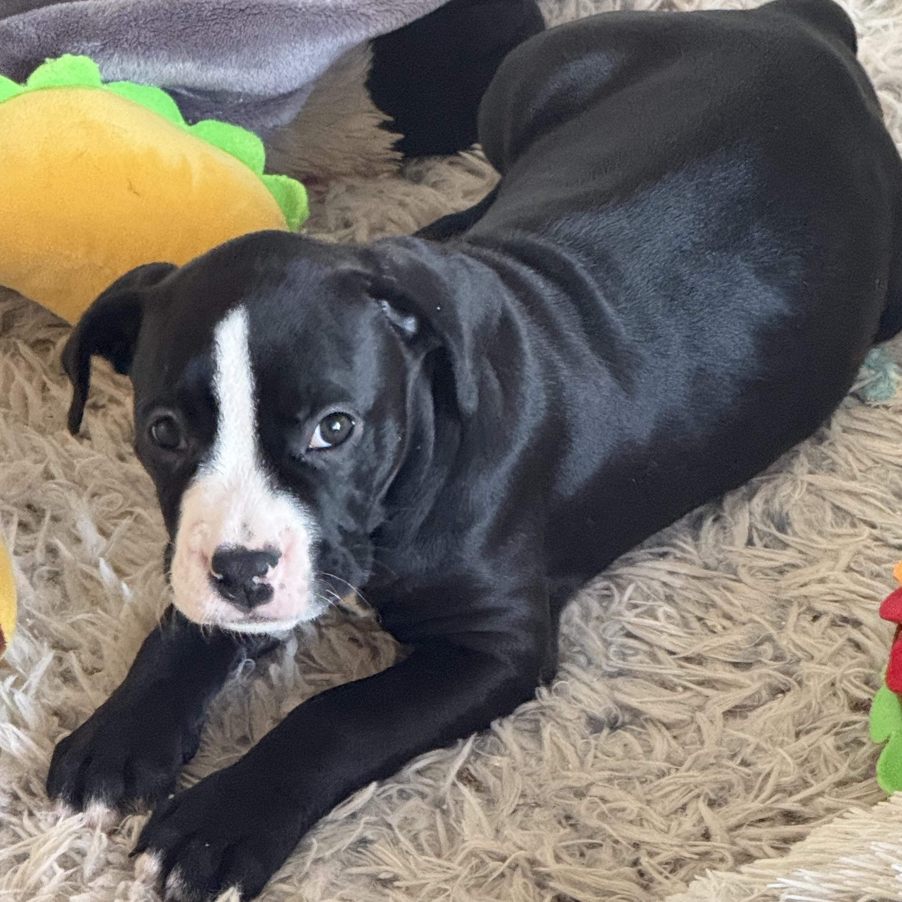 Enlarge Collins , an adopted mixed breed in Celina, TX image 5/5