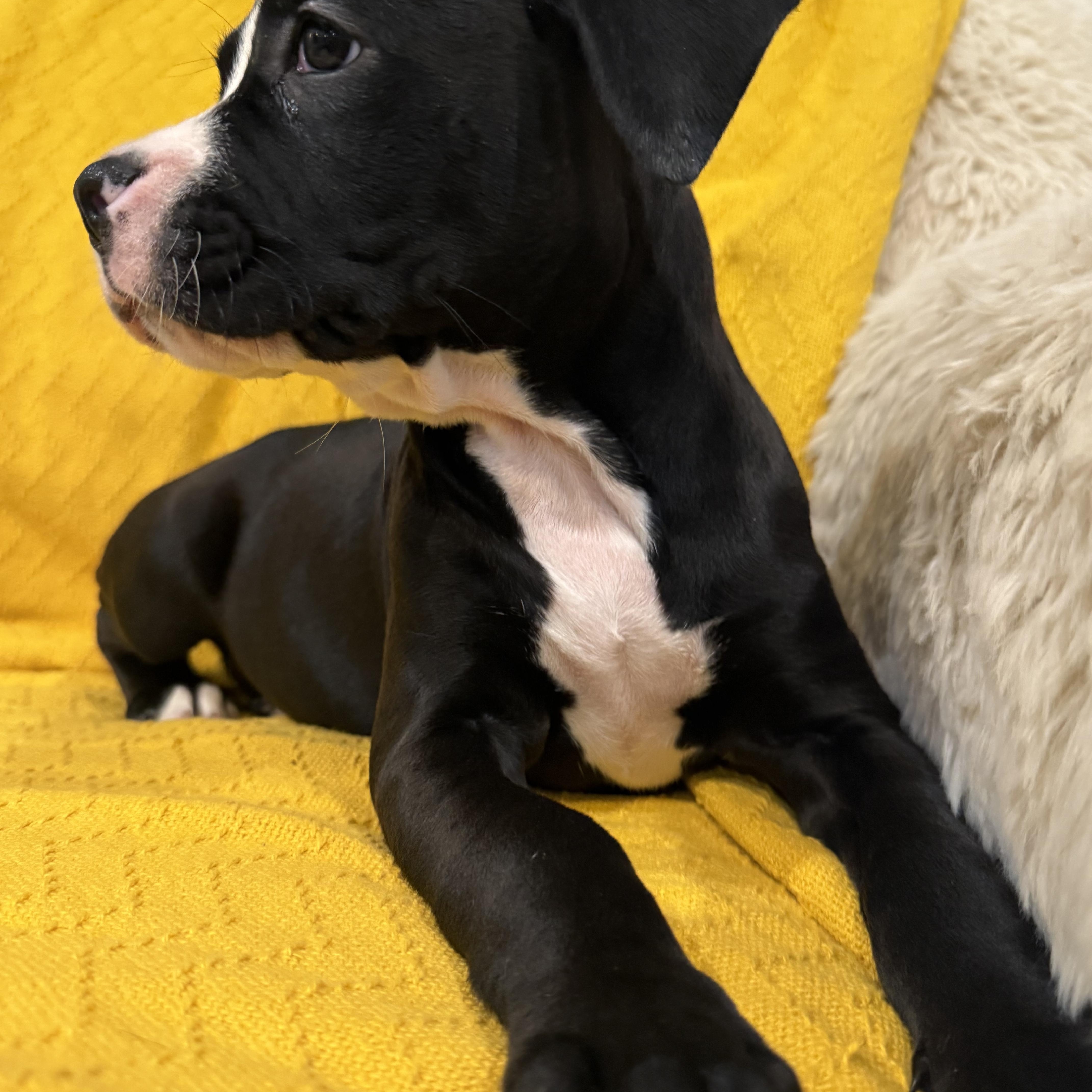 Enlarge Collins , an adopted mixed breed in Celina, TX image 3/5