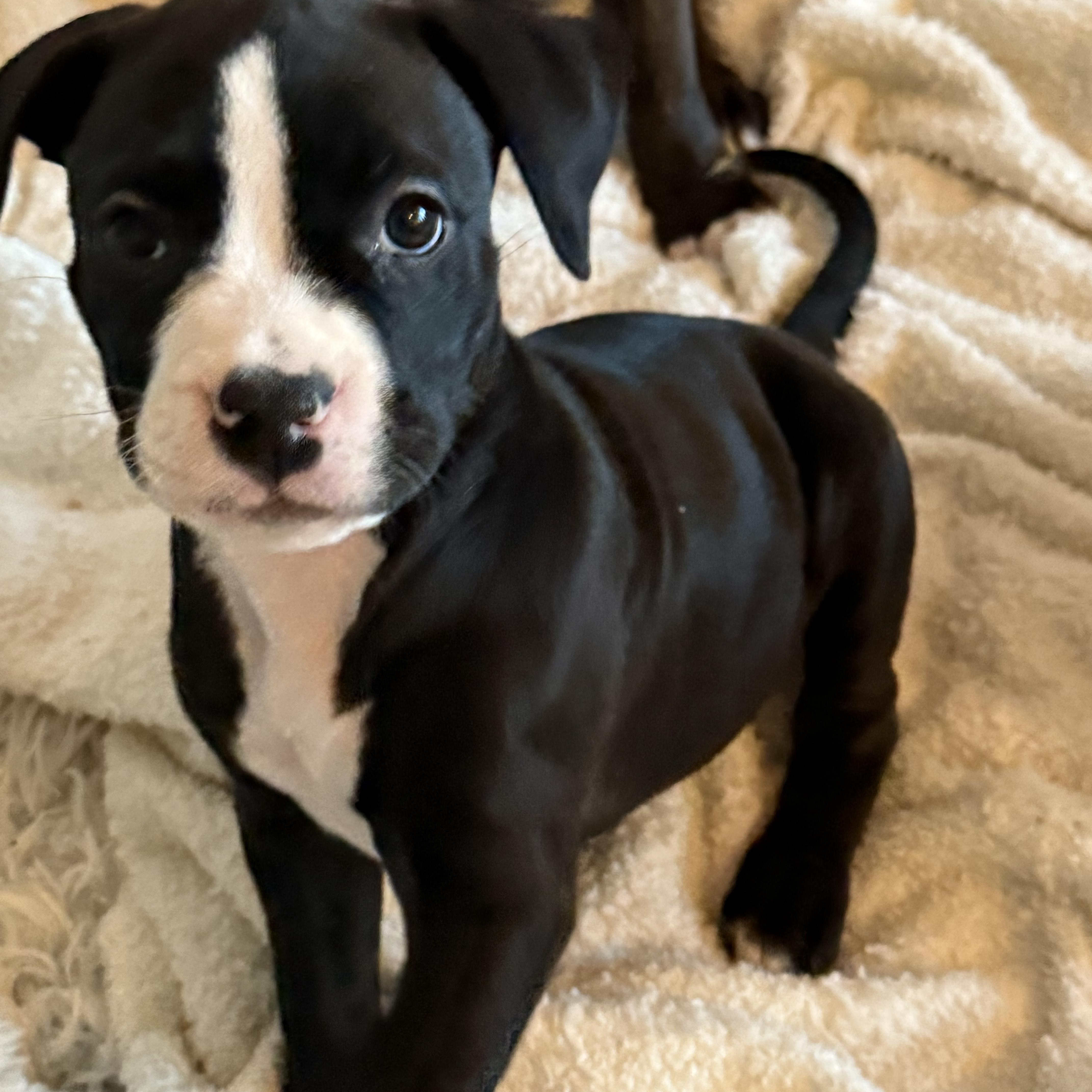 Enlarge Collins , an adopted mixed breed in Celina, TX image 4/5