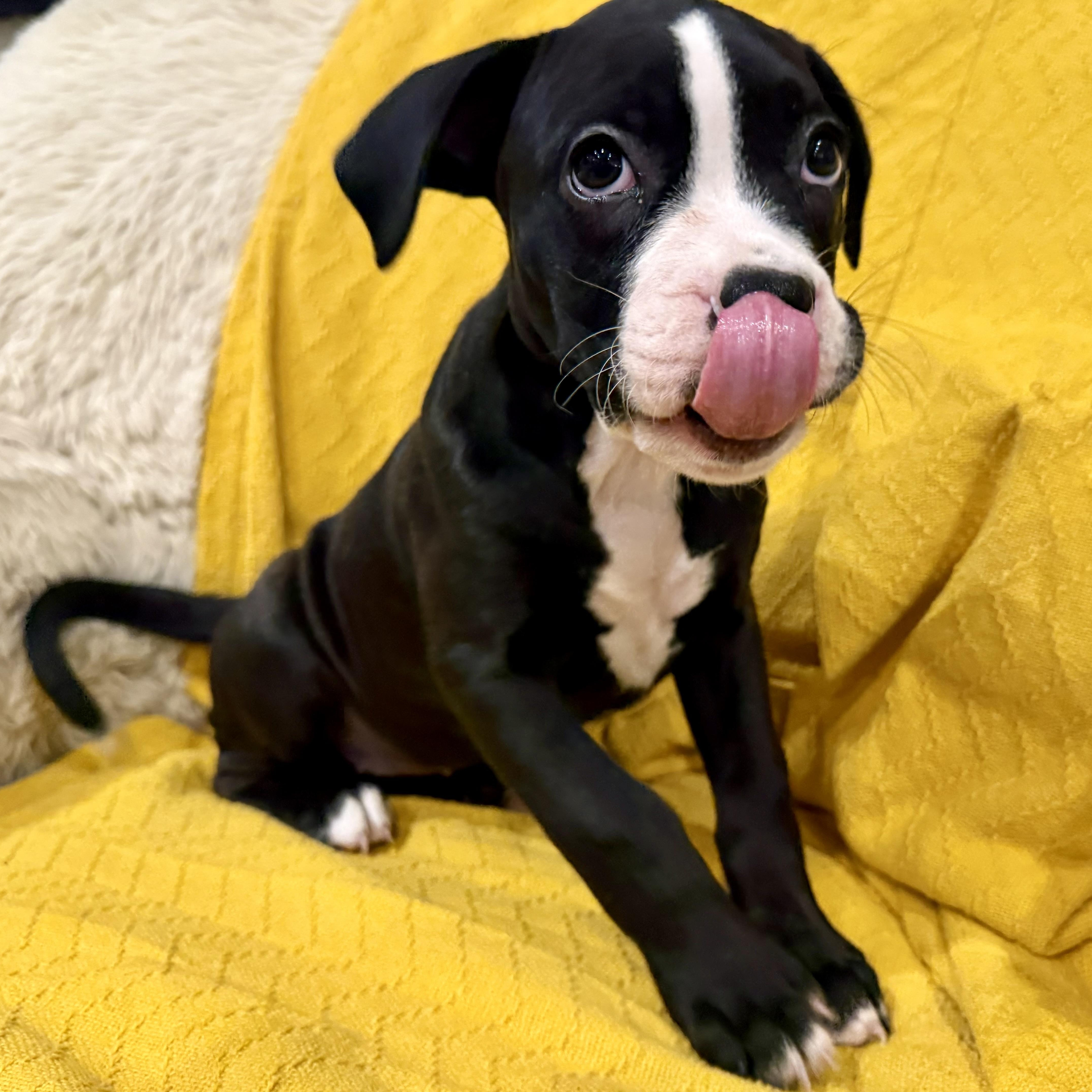 Enlarge Collins , an adopted mixed breed in Celina, TX image 2/5