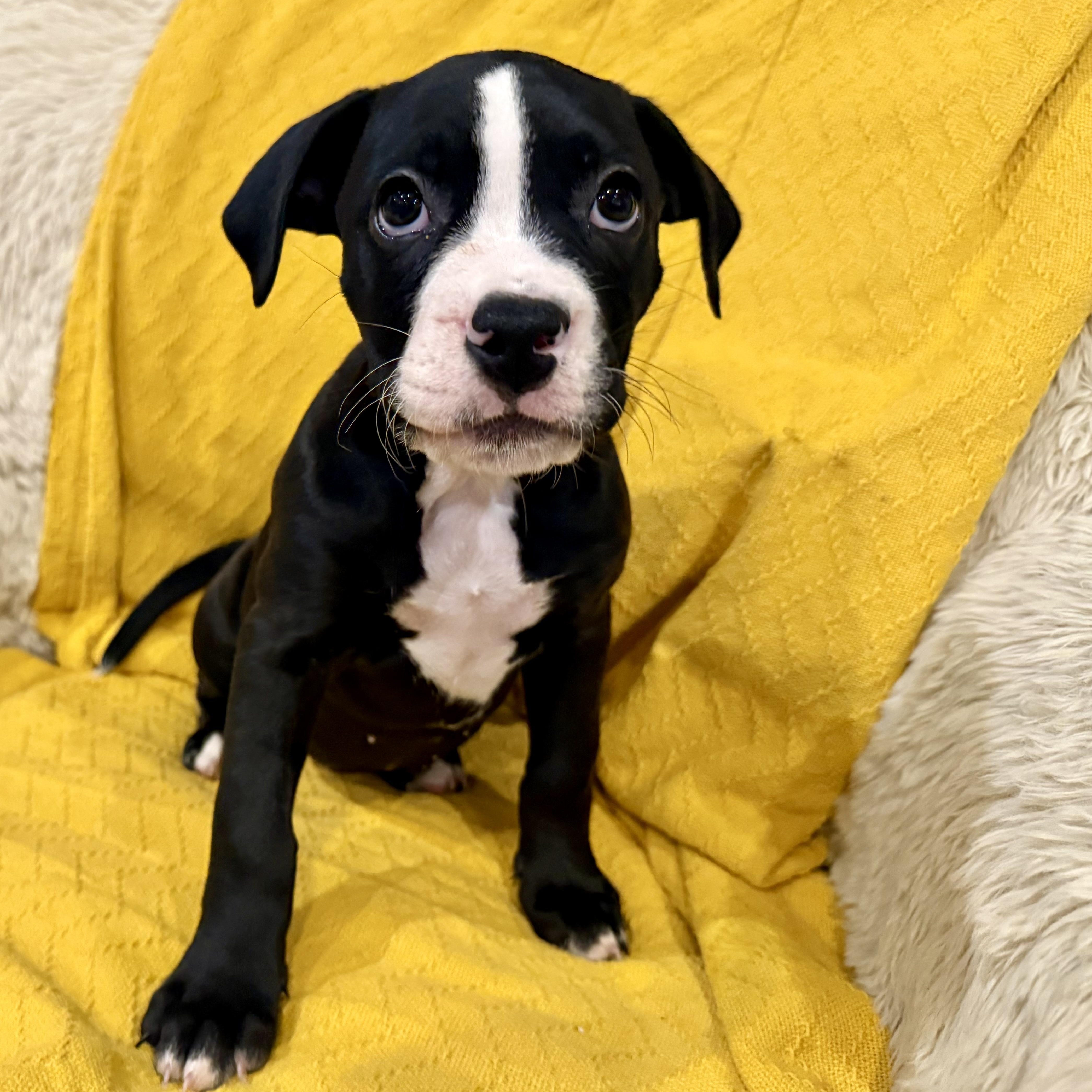 Enlarge Collins , an adopted mixed breed in Celina, TX image 1/5