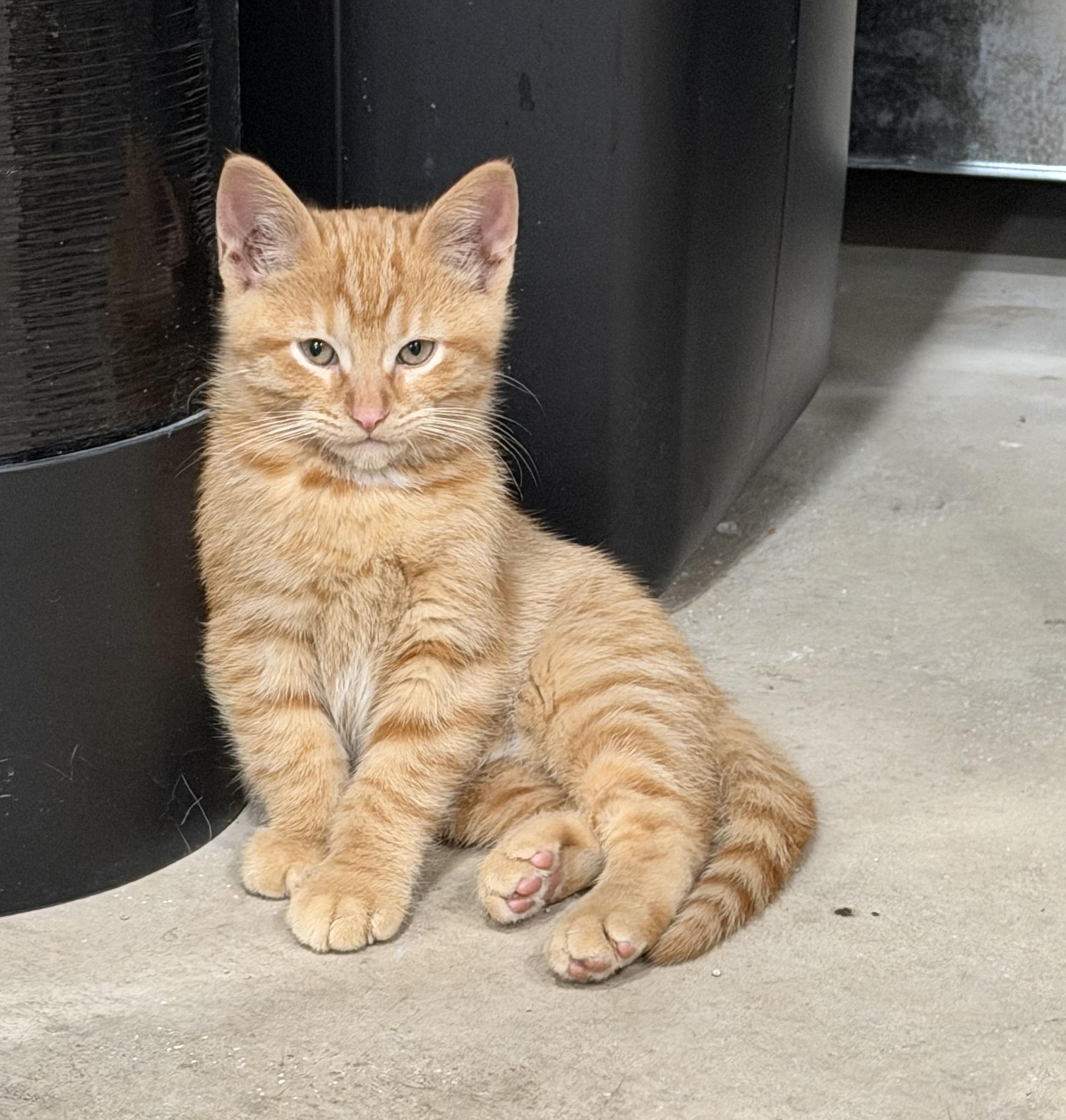Marty, ADOPTABLE, Kitten Male Domestic Short Hair.