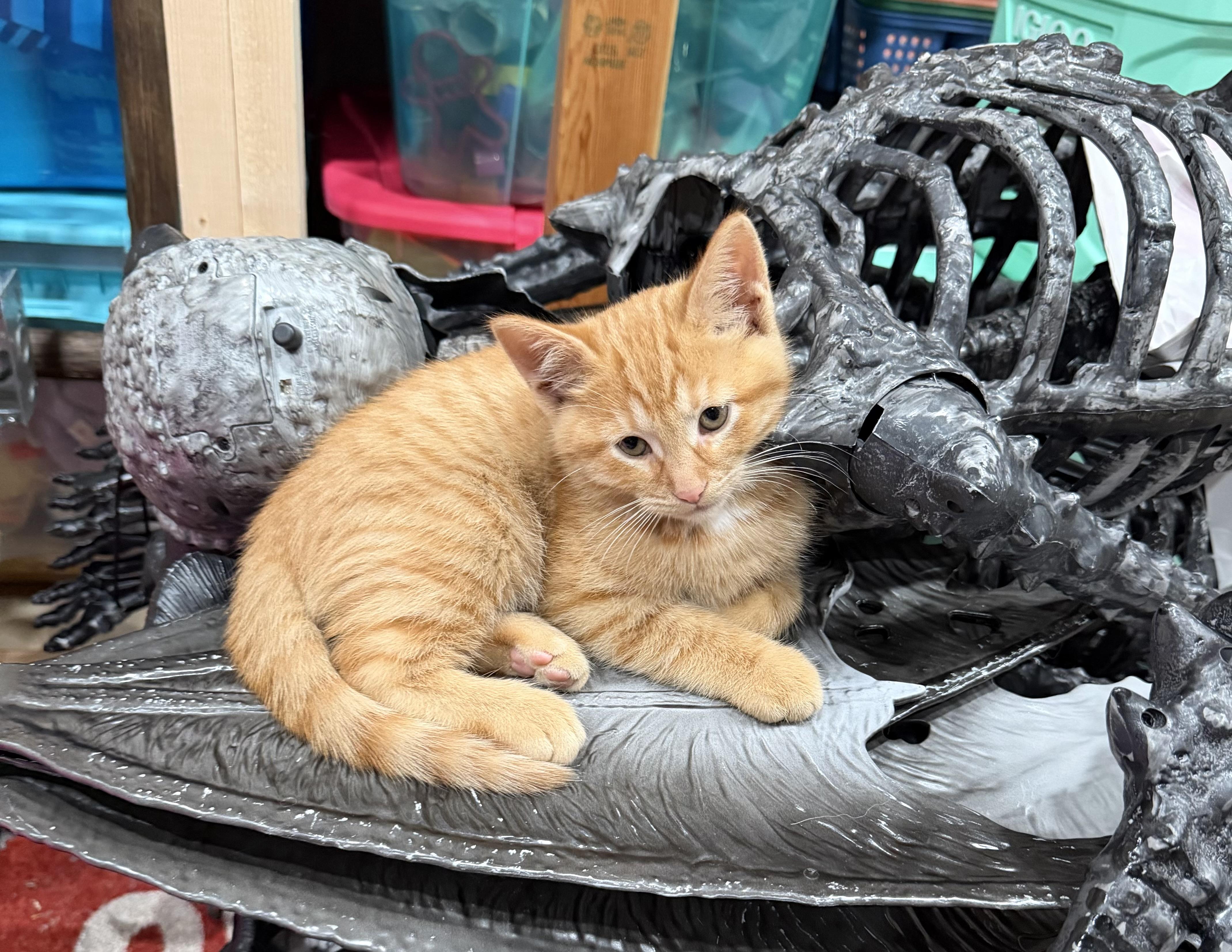 Enlarge Marty, a ADOPTABLE Domestic Short Hair in Palatine, IL image 2/2