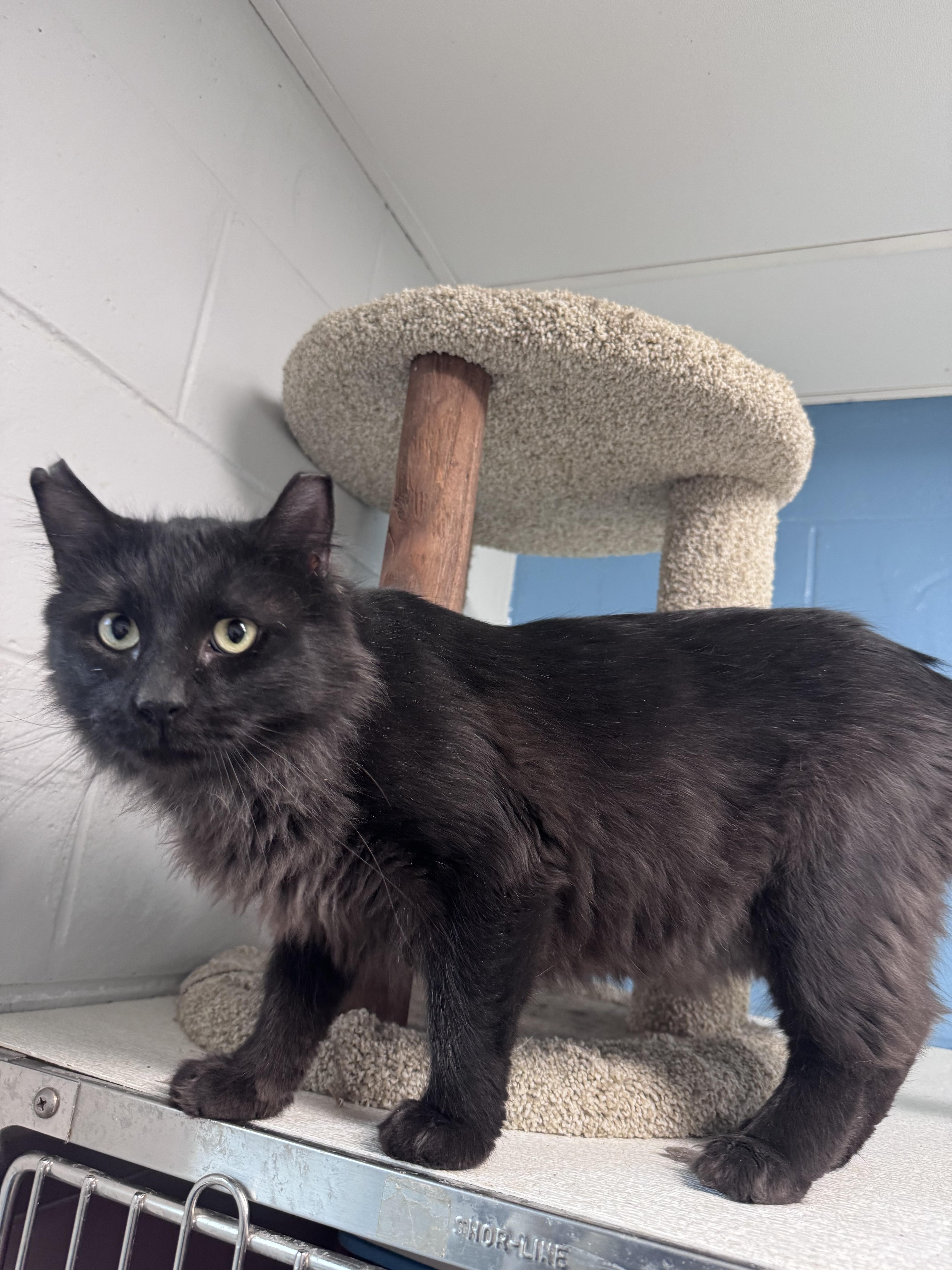 Mi Fen, Adoptable, Adult Male Domestic Long Hair.