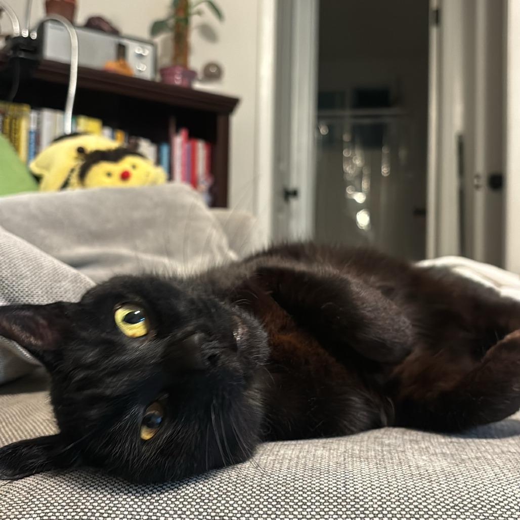 Echo, Adoptable, Senior Male Domestic Short Hair.