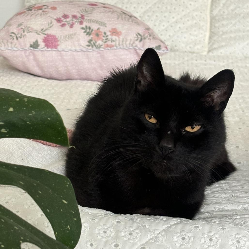 Enlarge Echo, a Adoptable Domestic Short Hair in Long Beach, CA image 2/6